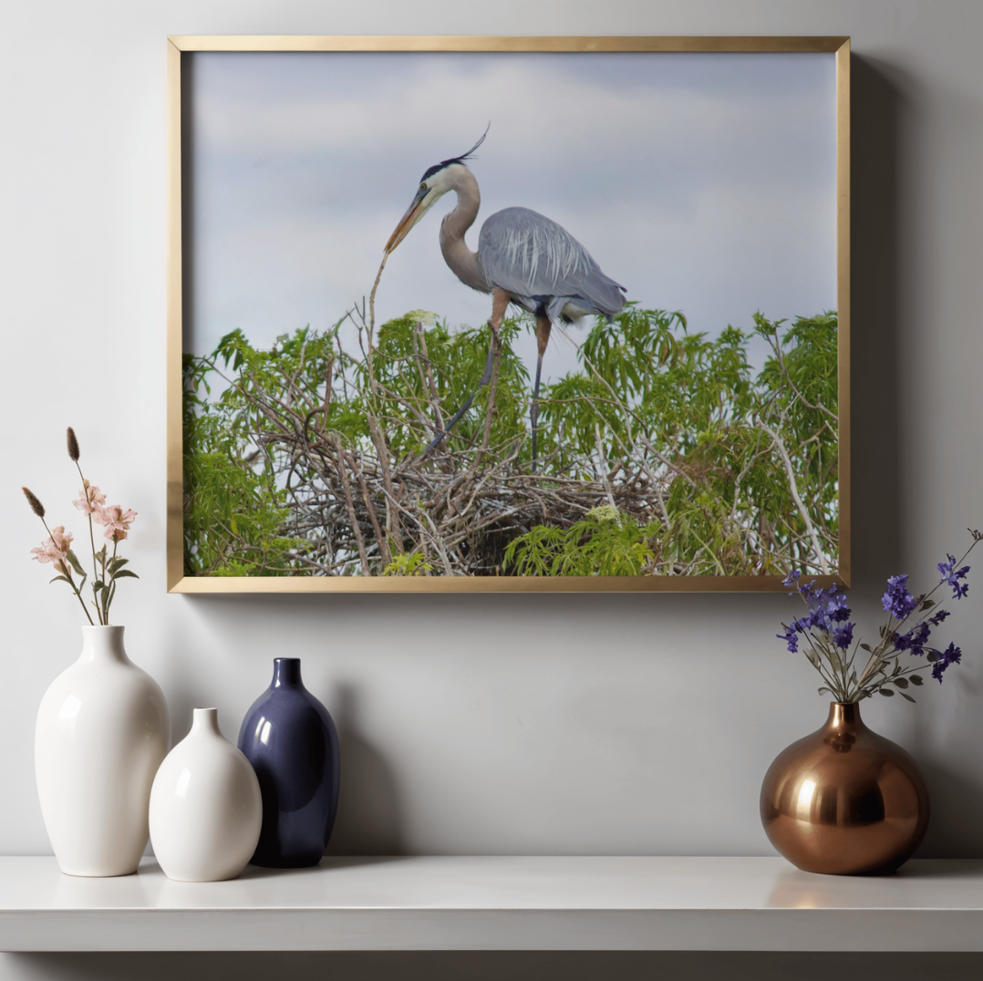 Great Blue Heron Nesting 1.png