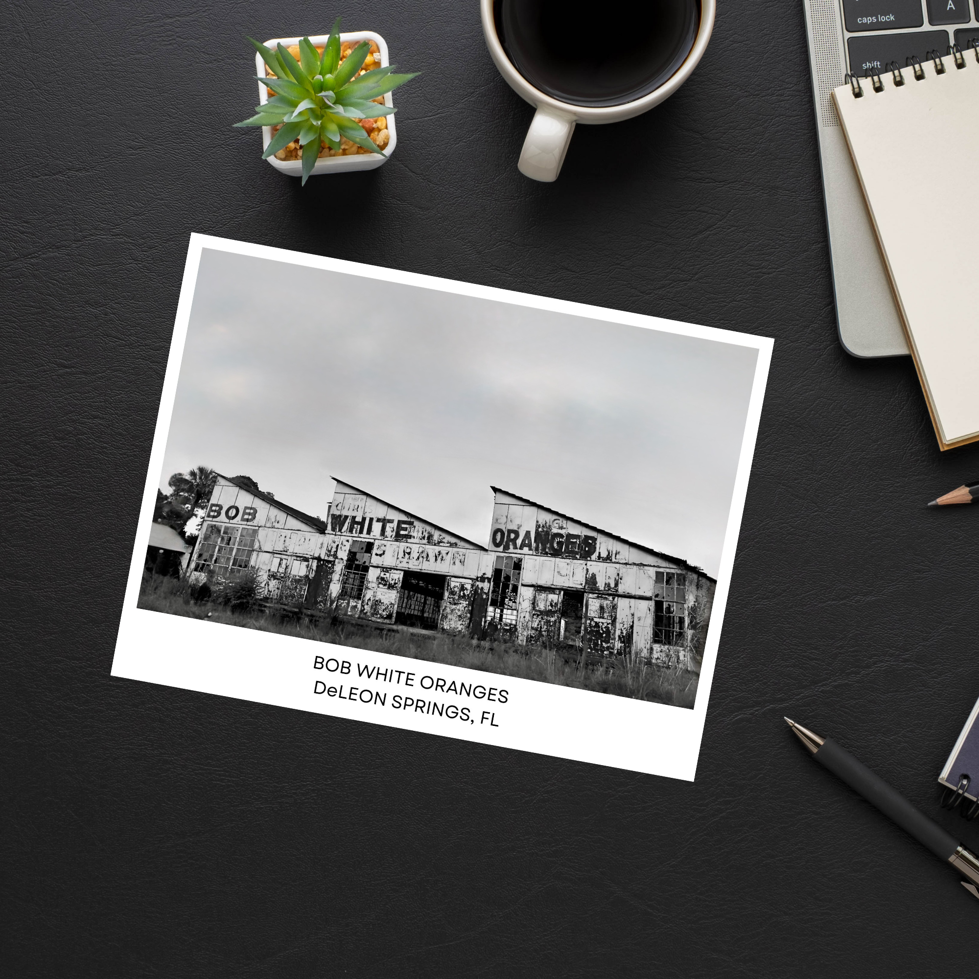 Bob White Oranges Postcard