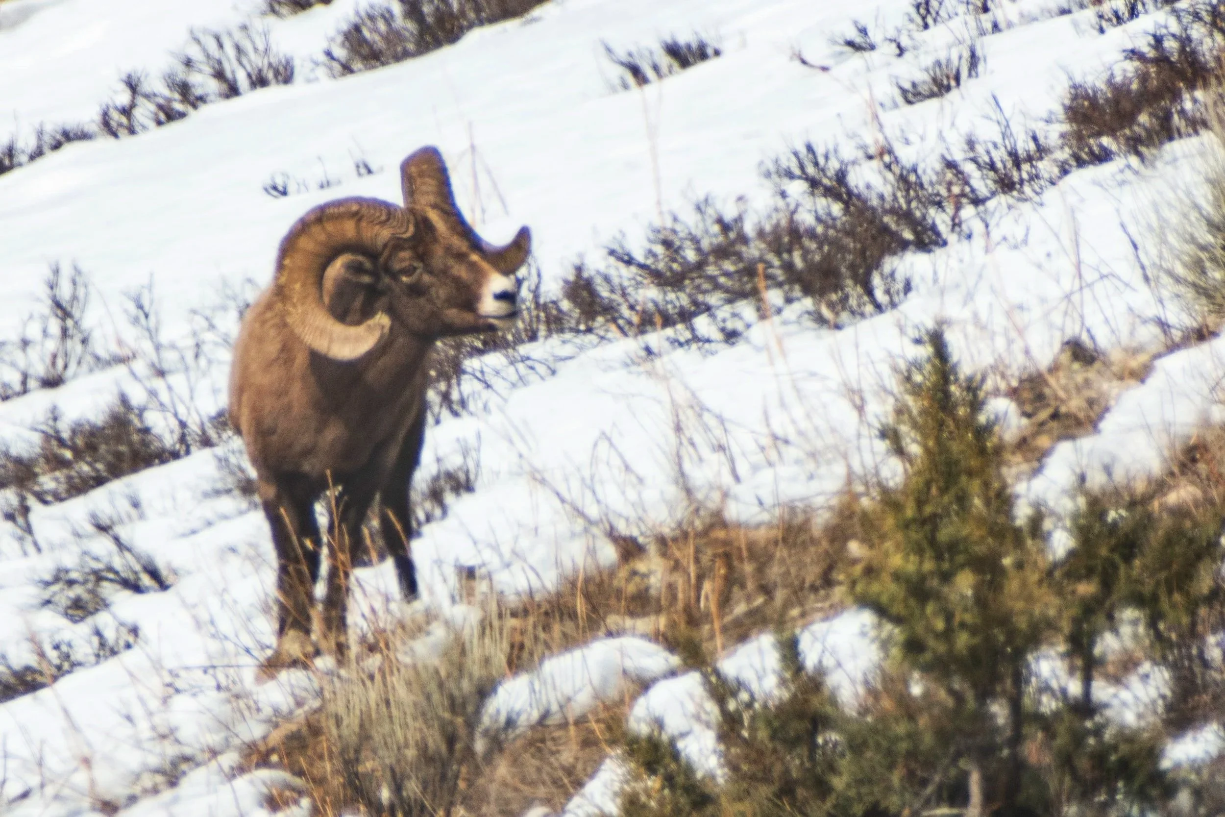 A Bighorn sheep with curved horns standing in a snowy landscape with dry bushes and trees.