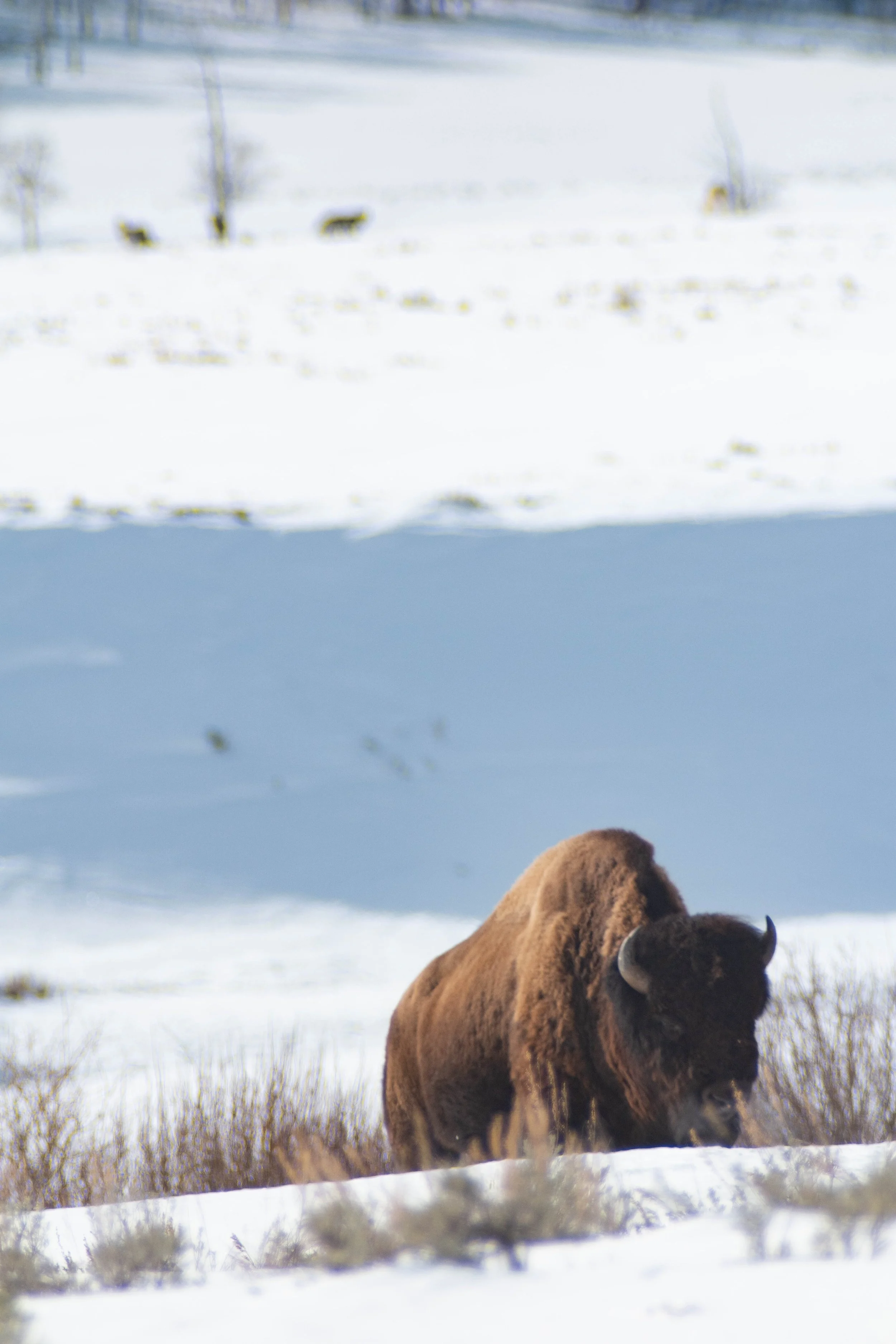 A brown bison or buffalo standing in a snowy landscape with two other animals visible in the background, trees and a snow-covered field.