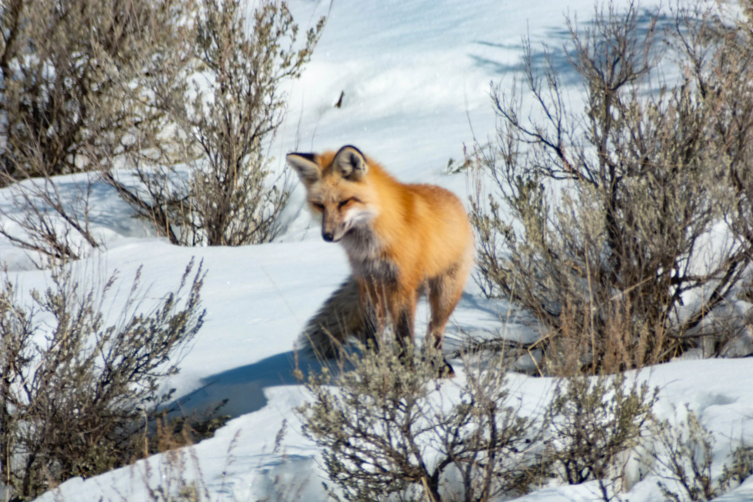 A fox walking through snowy terrain surrounded by sparse, leafless shrubs.