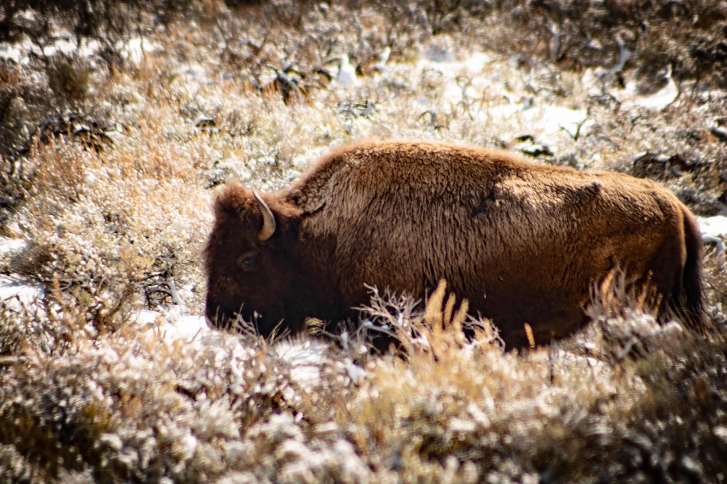 Brown bison lying in a snow-covered field with plants and bushes in the background