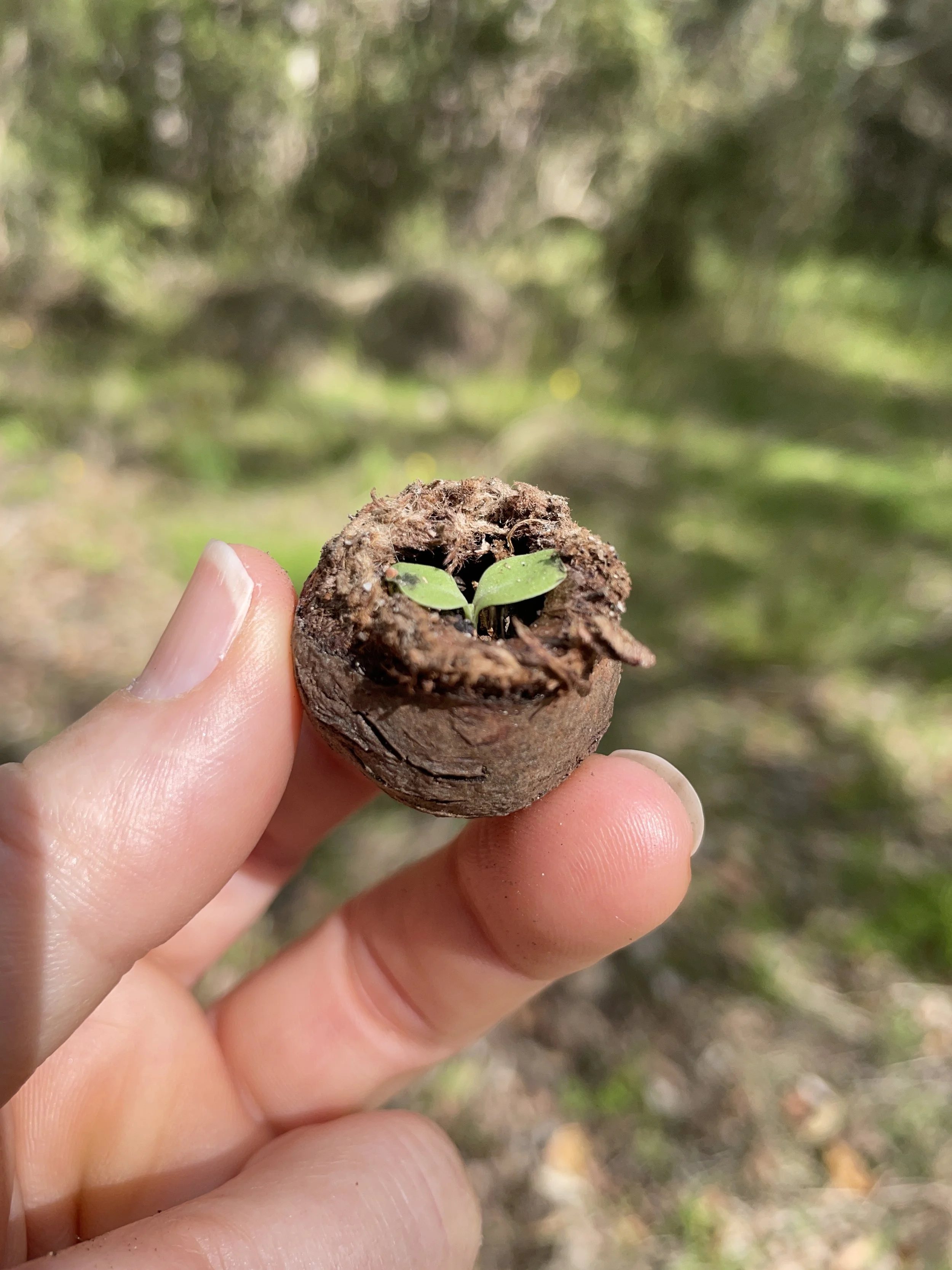 The Honky Nut’s Purpose