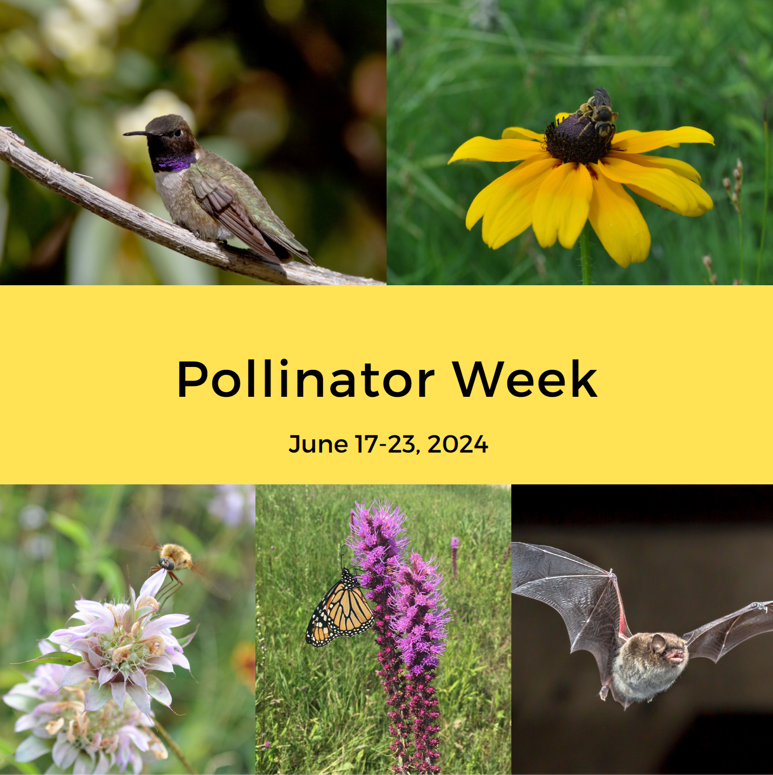 Wild Basin Internship