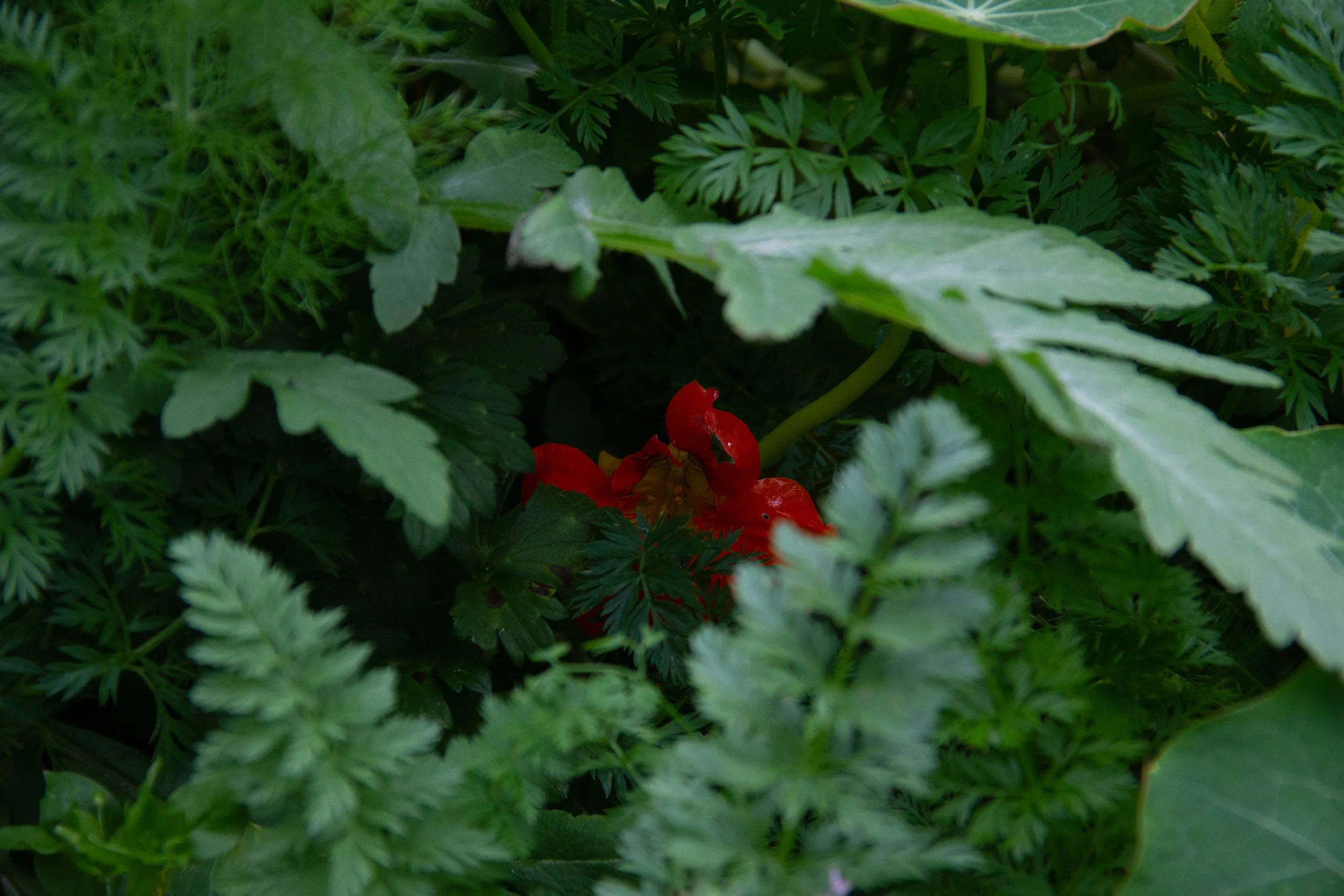 Koha fianl images-17.jpg