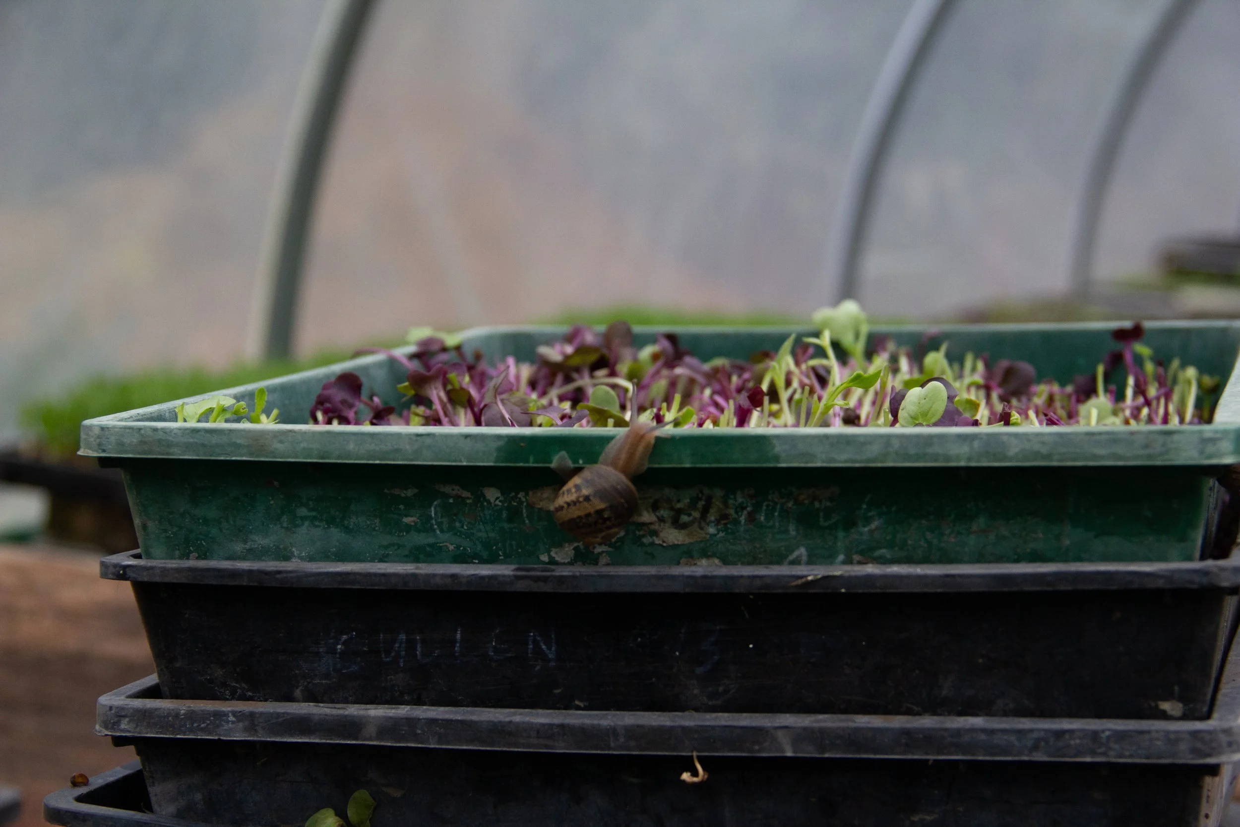 Koha fianl images-25.jpg