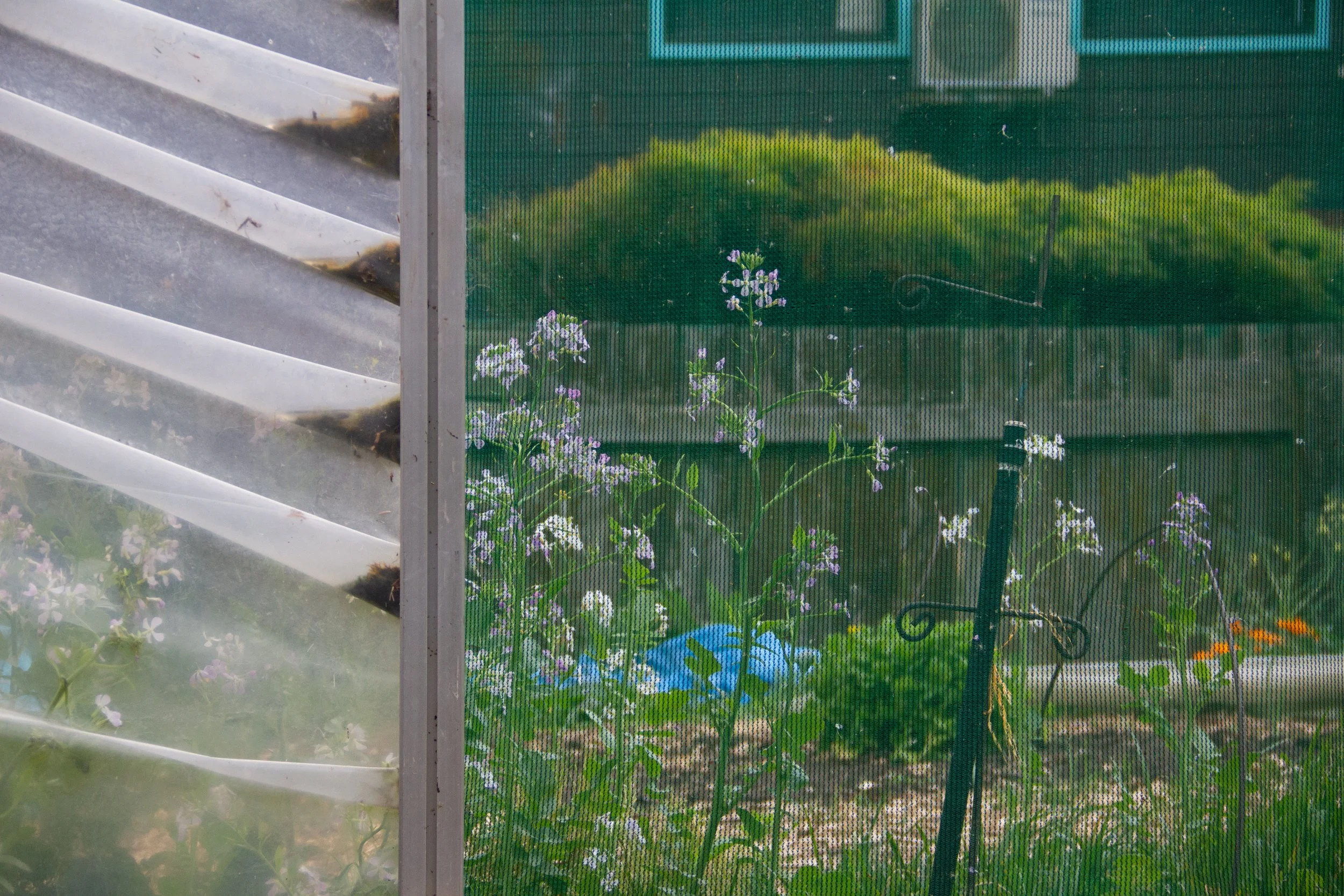 pint flower greenhouse.jpg