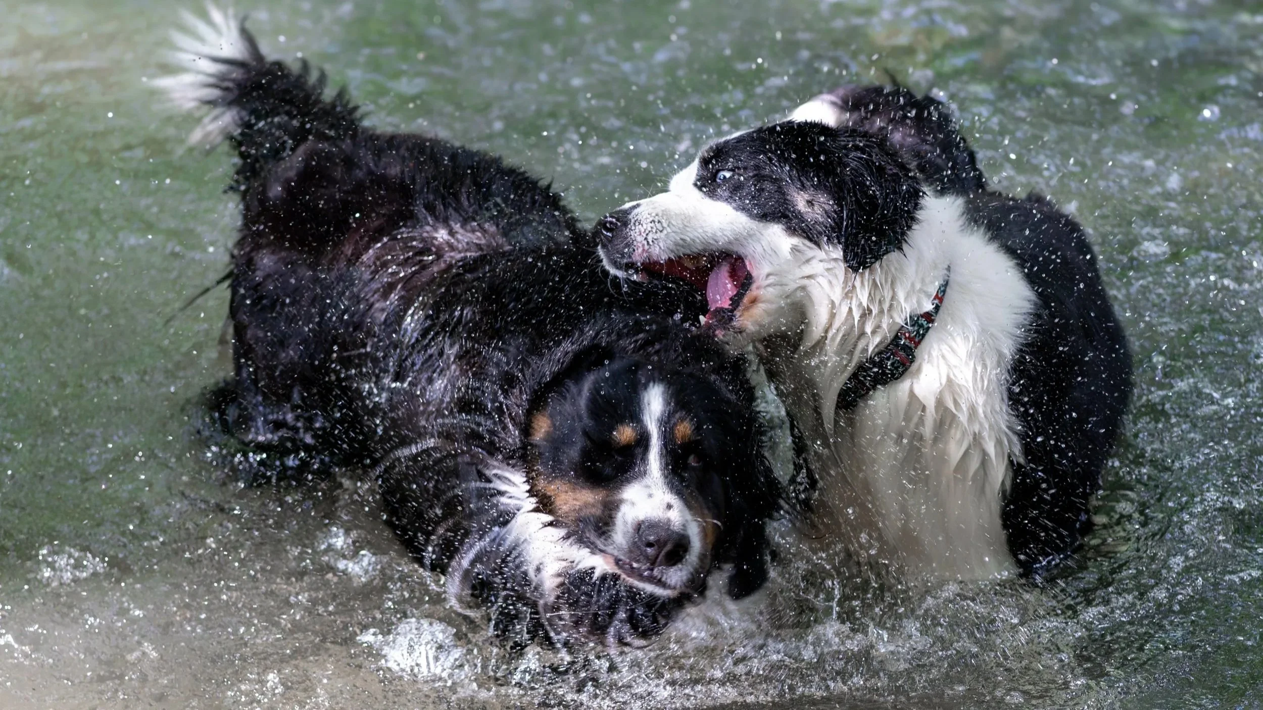 Luna und Rosie