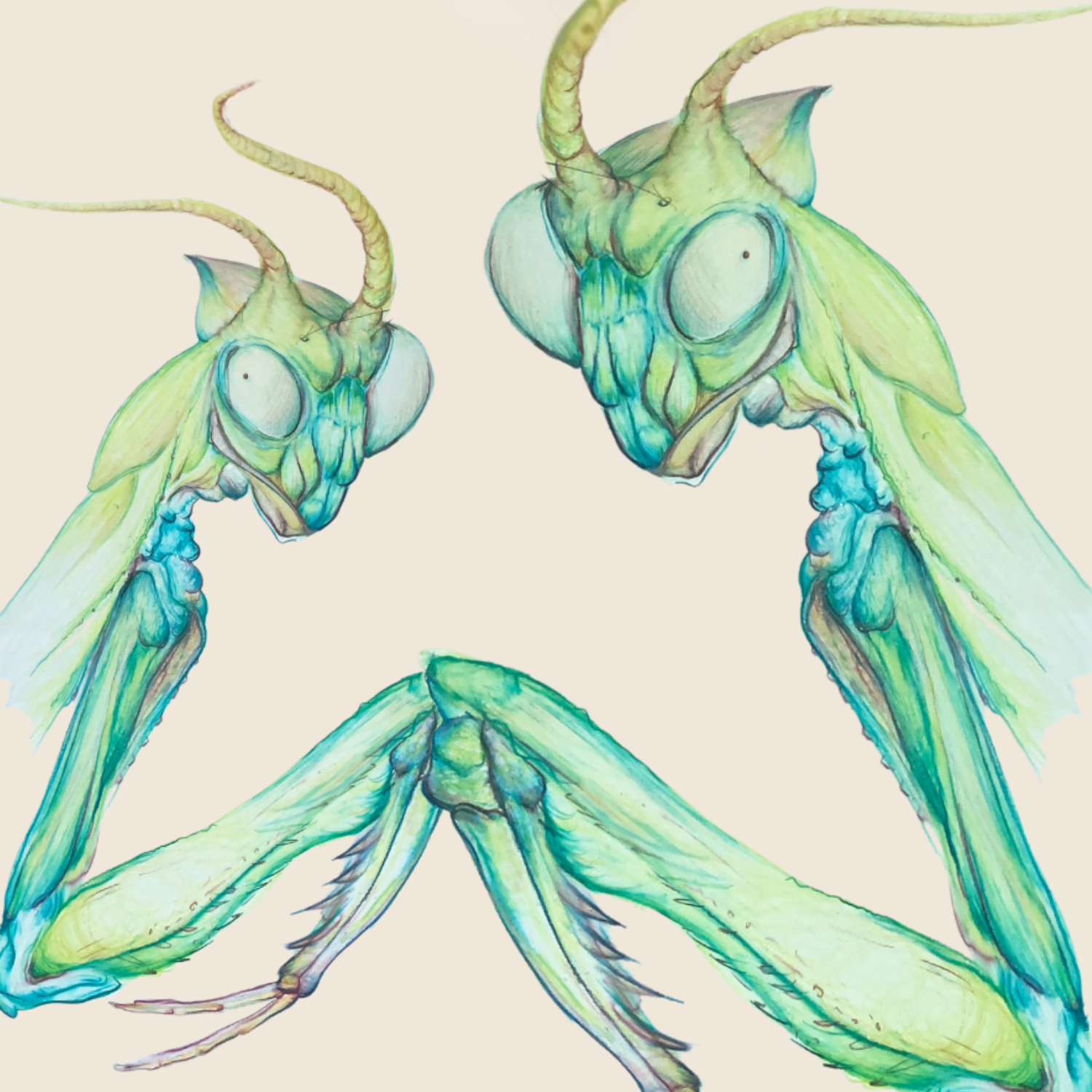 praying mantids robin richardson art