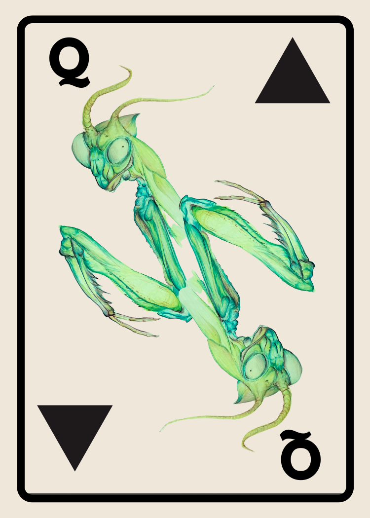 Aorathian Battle and Build Card game Robin Richardson