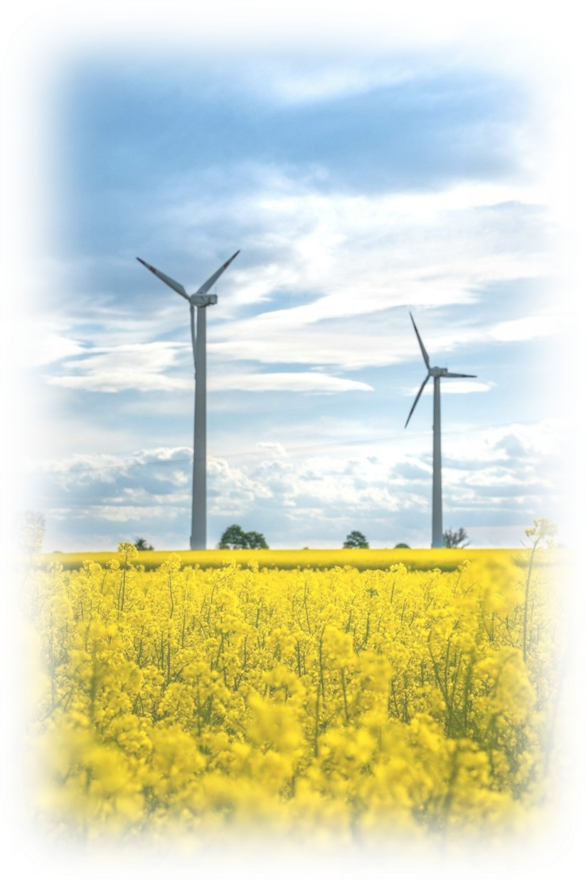 A field of yellow flowers with two wind turbines in the background under a partly cloudy sky.