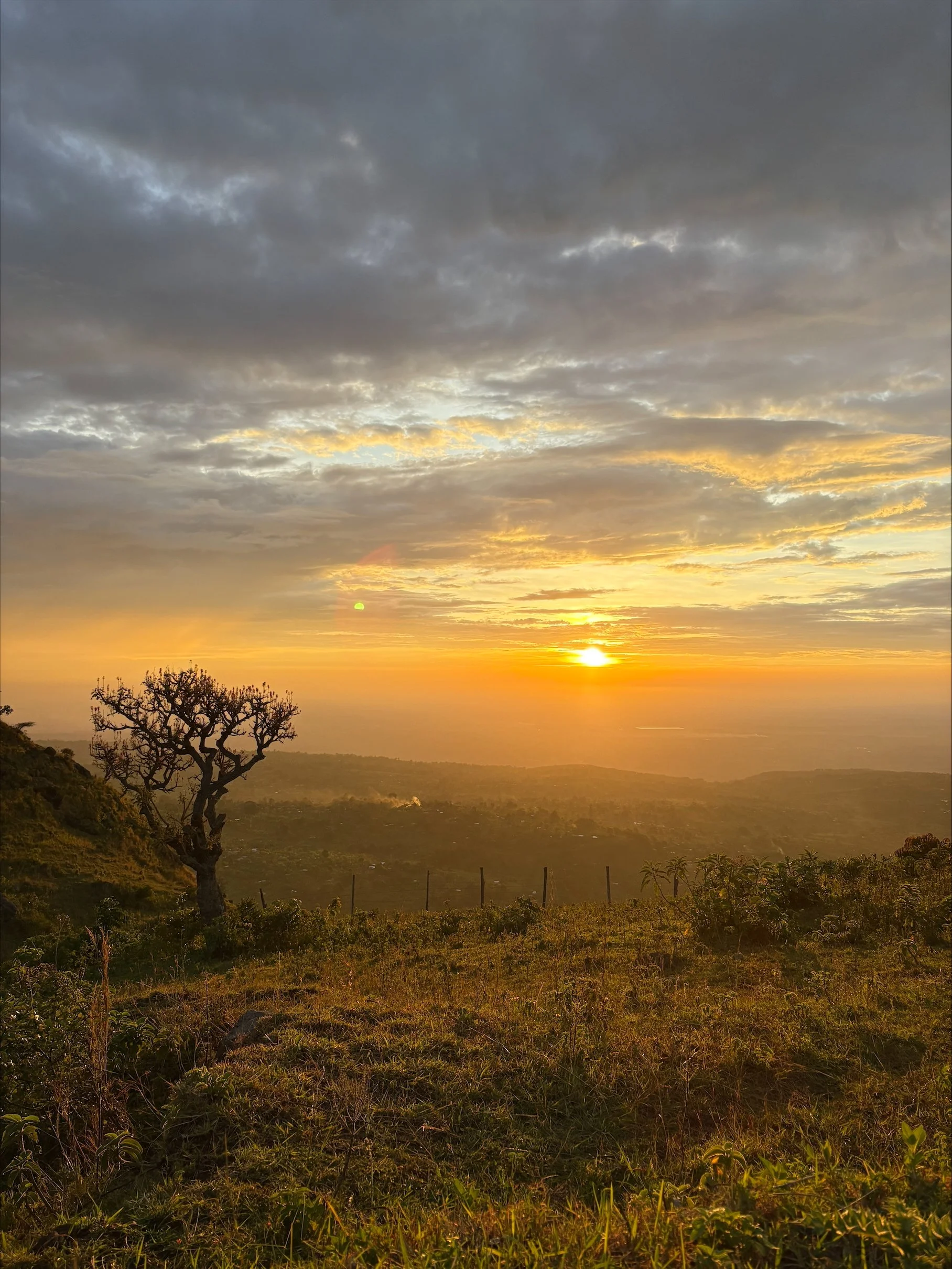 Billedet viser en smuk solnedgang over et landskab med marker og et enkelt træ i forgrunden. Himlen er fyldt med grå og gule skyer, og solen er synlig nær horisonten.
