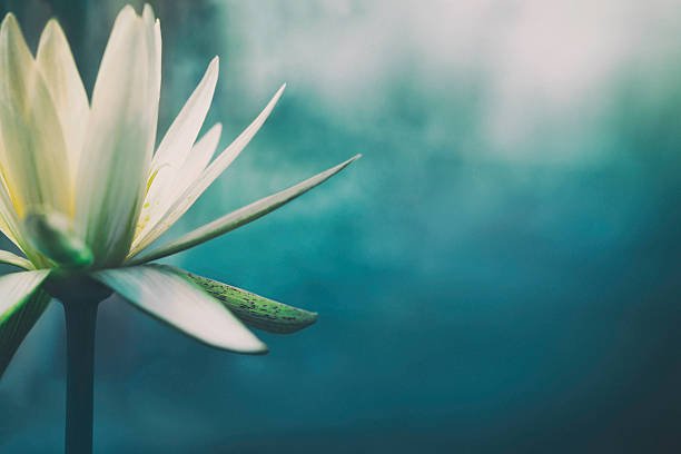 Close-up of a white water lily flower against a blue-green background.
