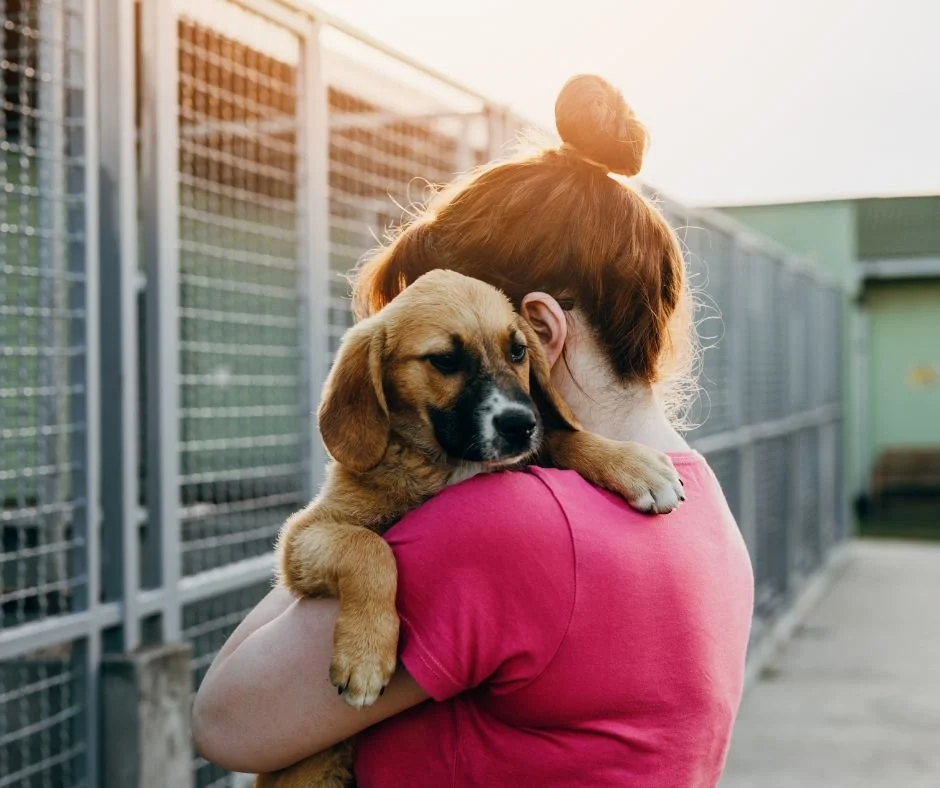 A kennel worker holding a dog