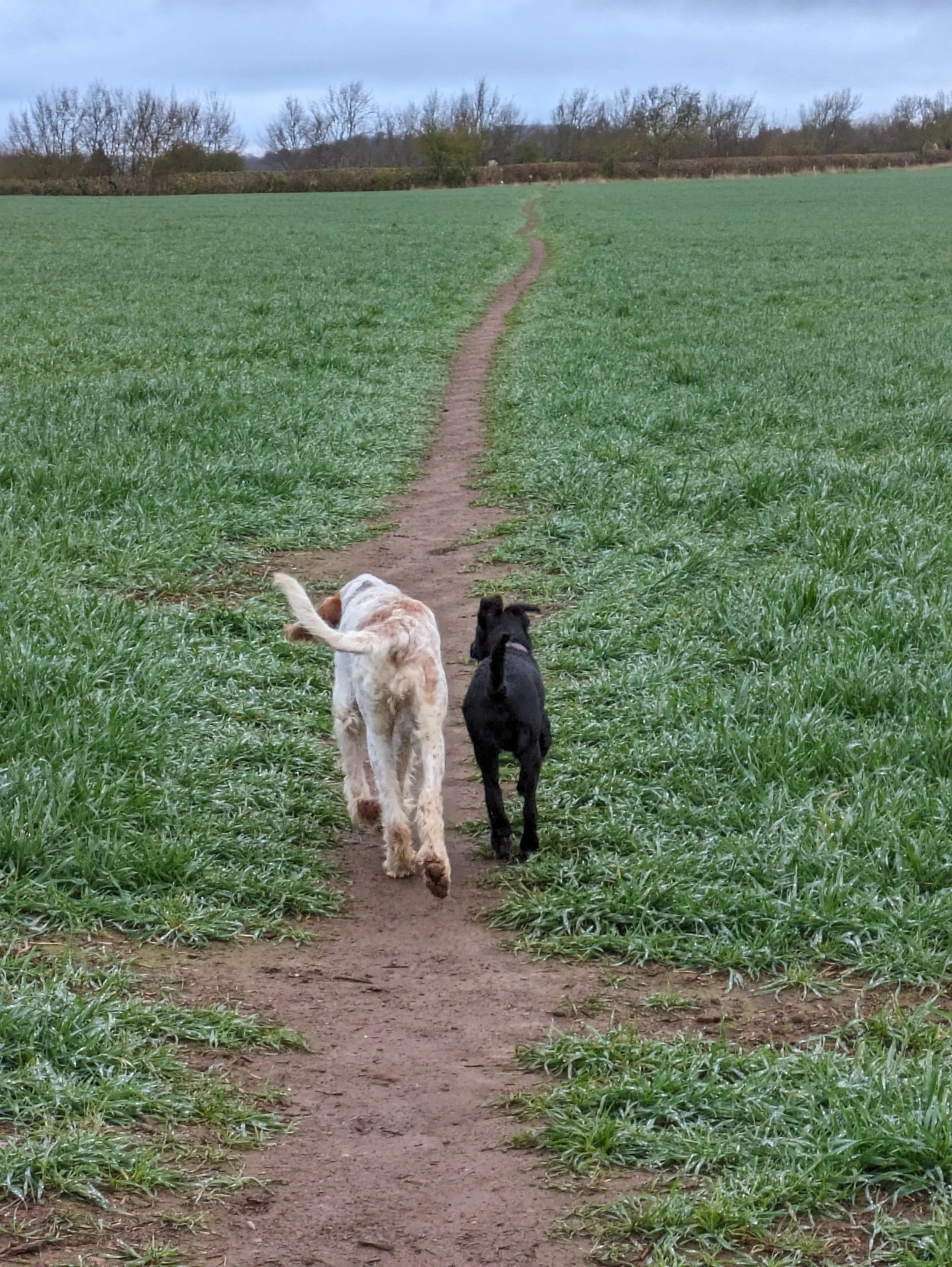PSPOs and Dog Walking Limits