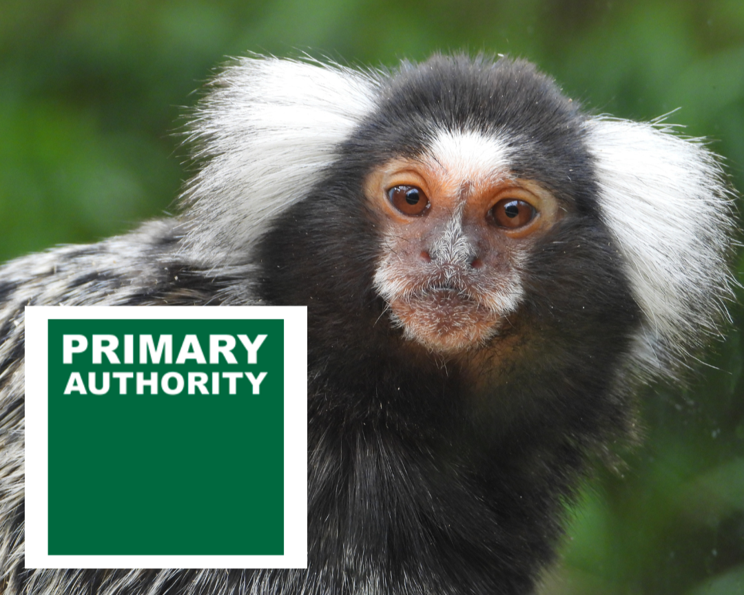 Primate Licensing Guidance Published: What Pet Professionals Need to Know&nbsp;