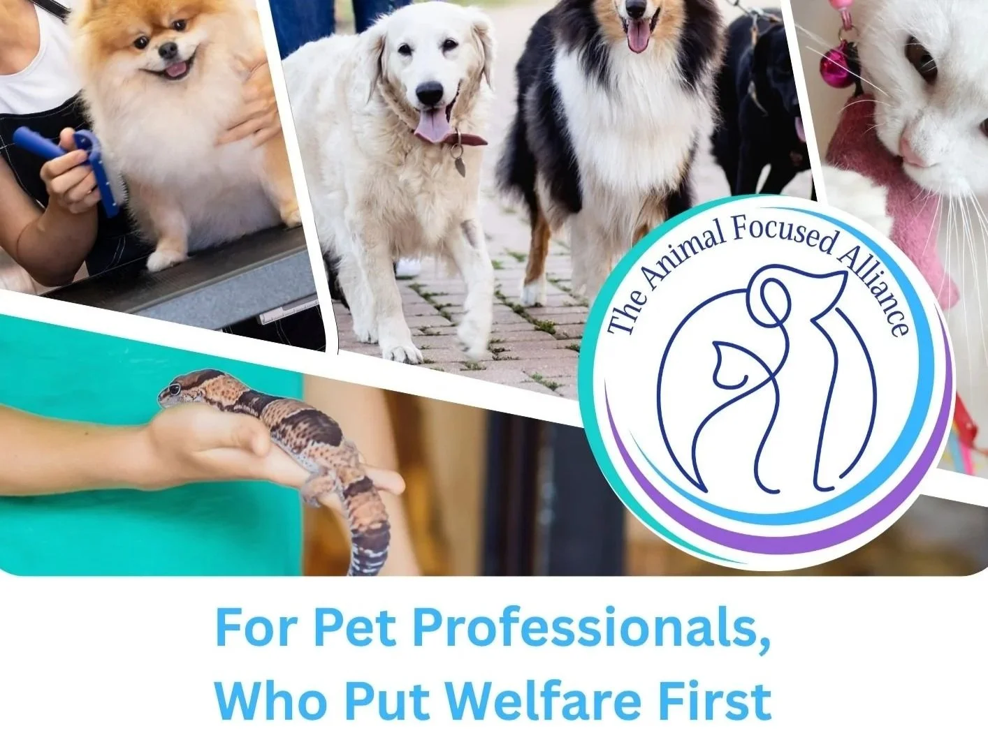 Setting Your New Pet Business Up For Success