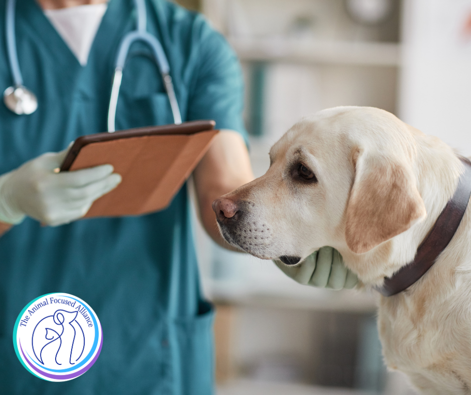 Strep Zoo in Dogs: What UK Pet Professionals Need to Know