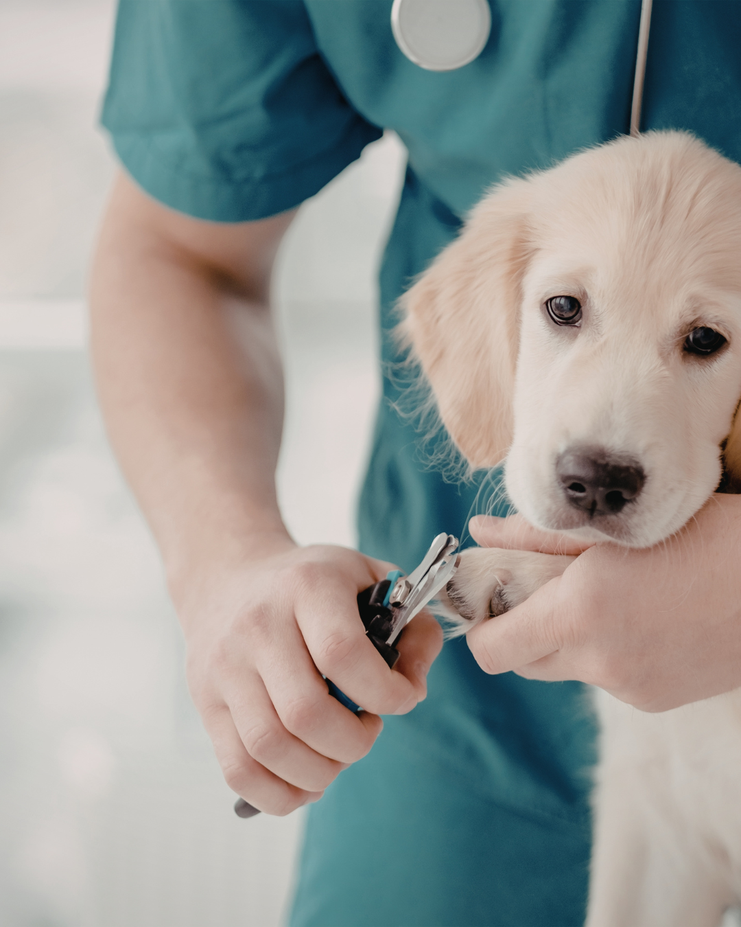 Veterinary Sector Reforms: What’s Changing and Why It Matters