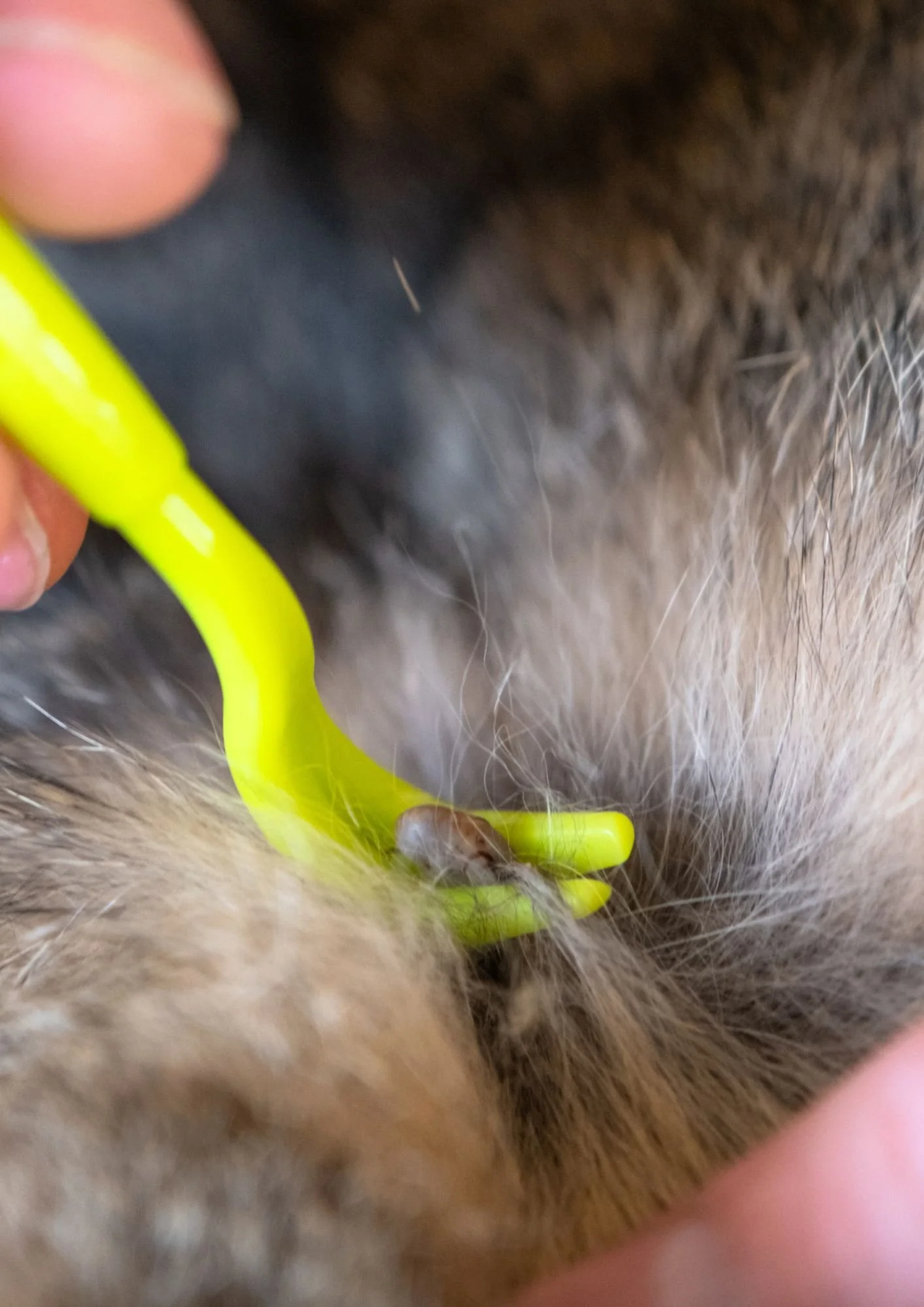 SQP Week: The Value of Becoming SQP Qualified in Your Pet Business