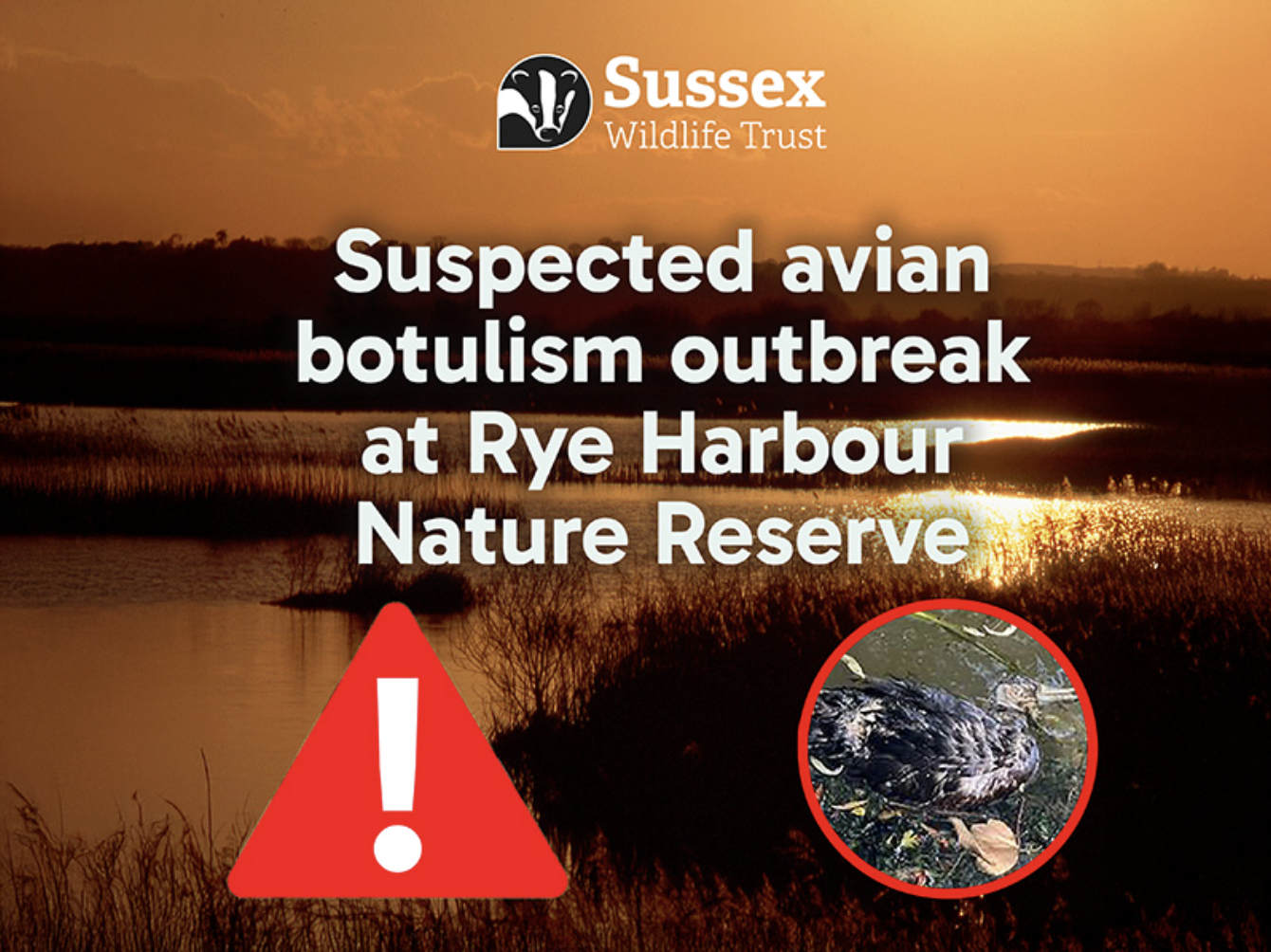 Avian botulism outbreaks: what dog owners and pet professionals need to know