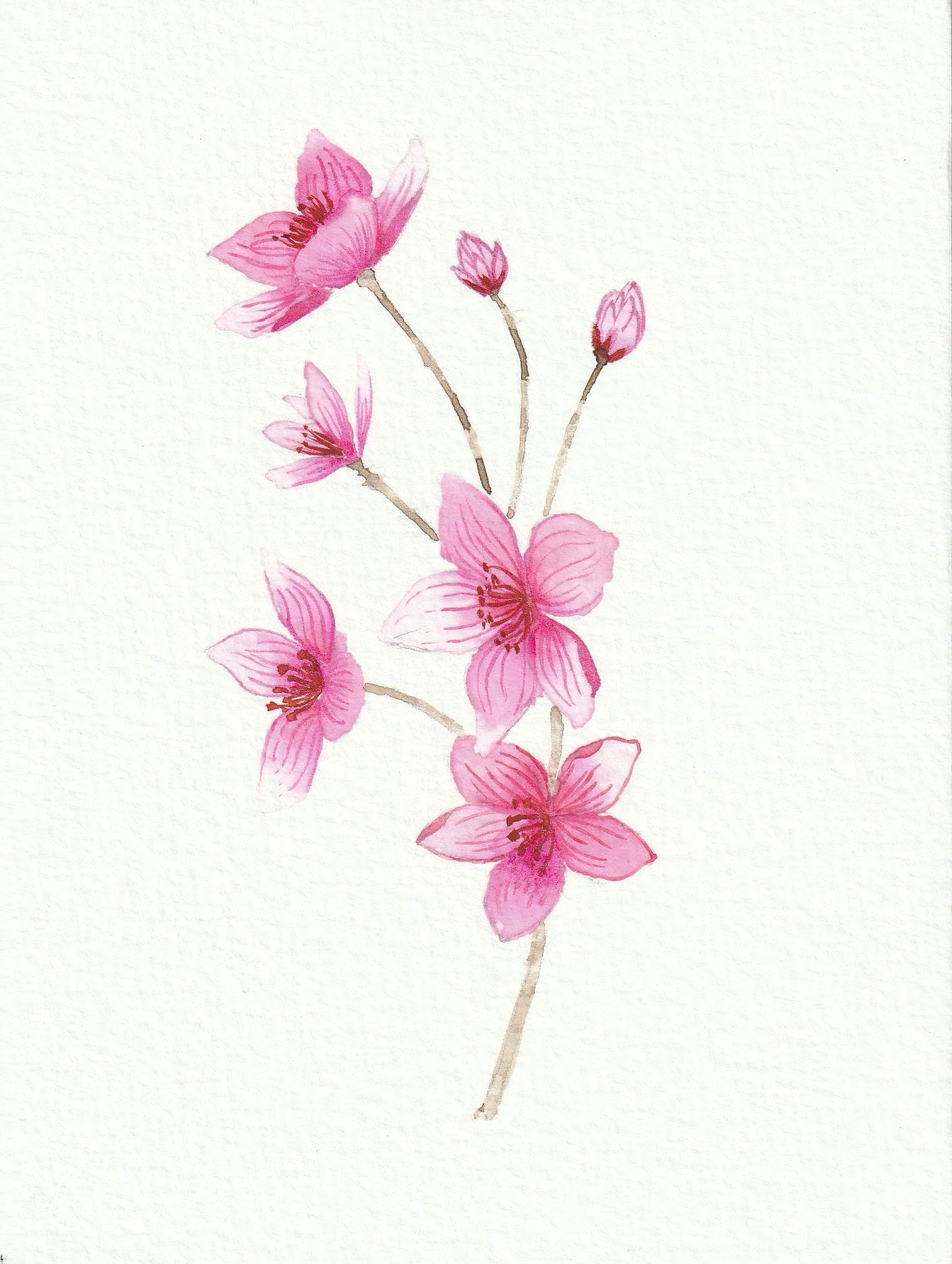 Blossom. 12 x 16 cm