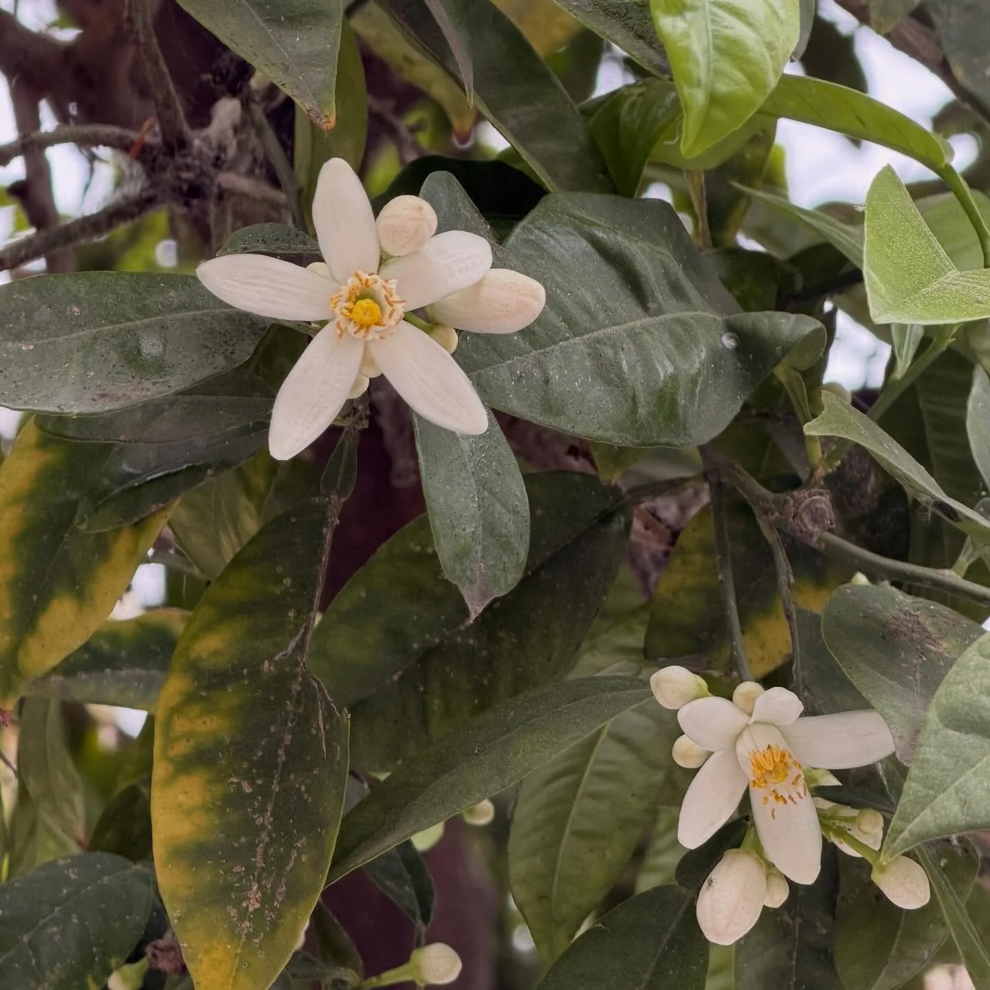 If only photos could carry their scent with them ☺️