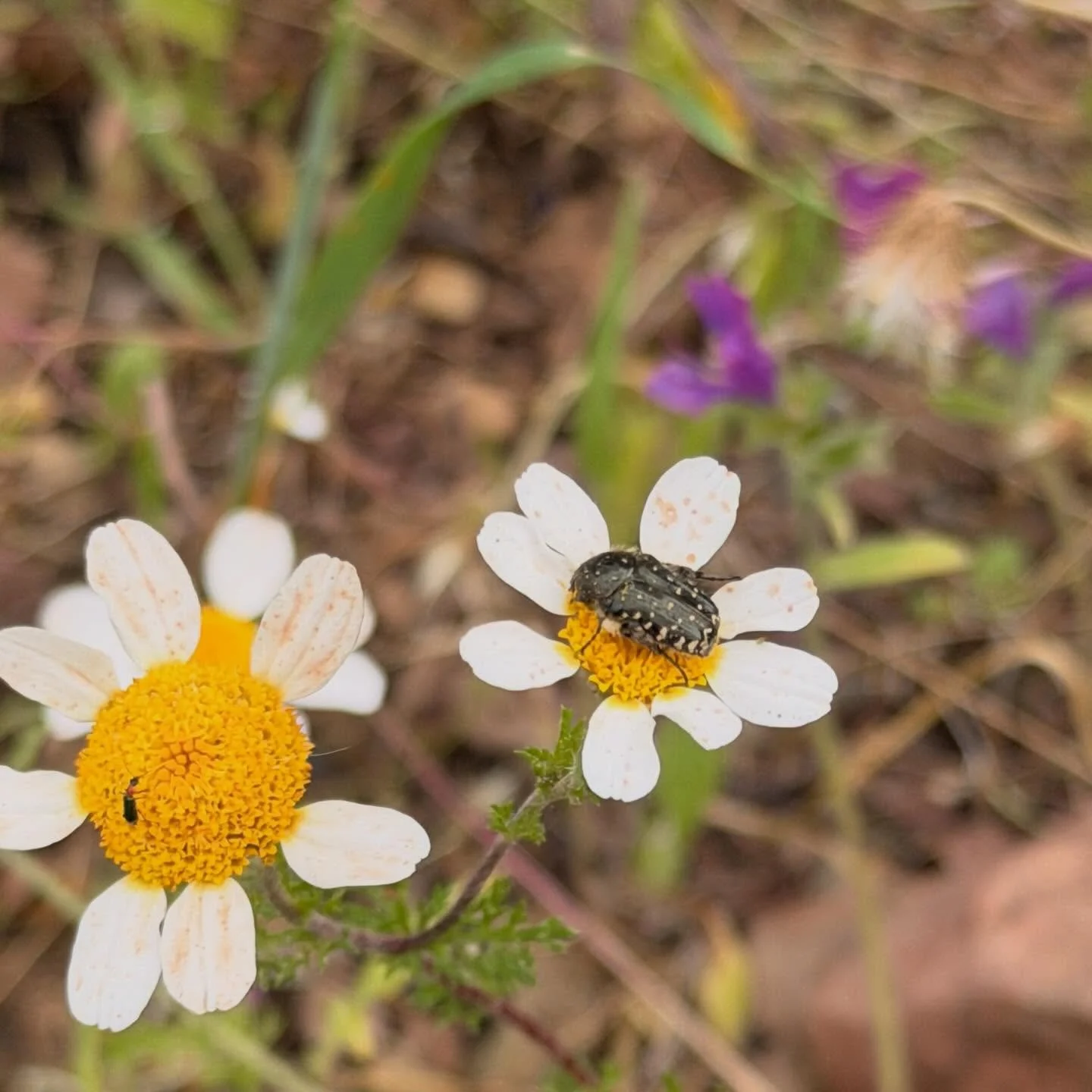 Nothing like a nap in the middle of work 😄
#bee #malaga #daisies #beetles #spring