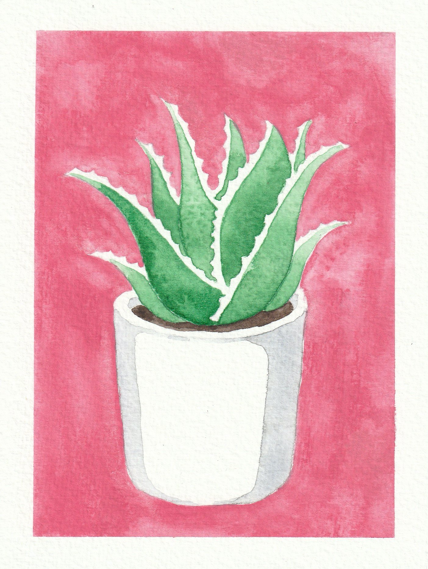 Suculenta. 12 x 16 cm