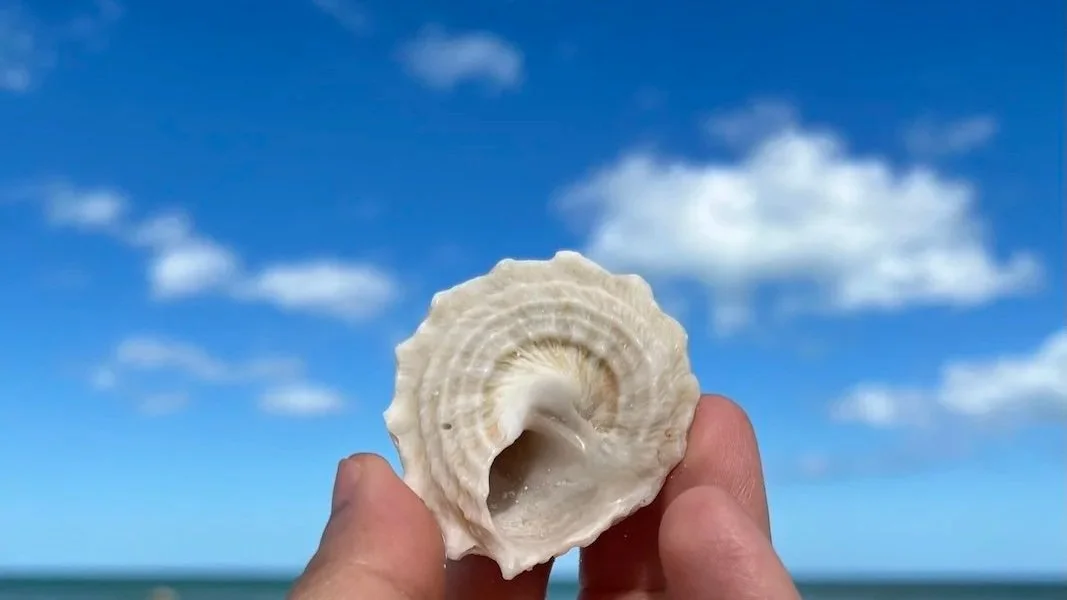 Rising shell