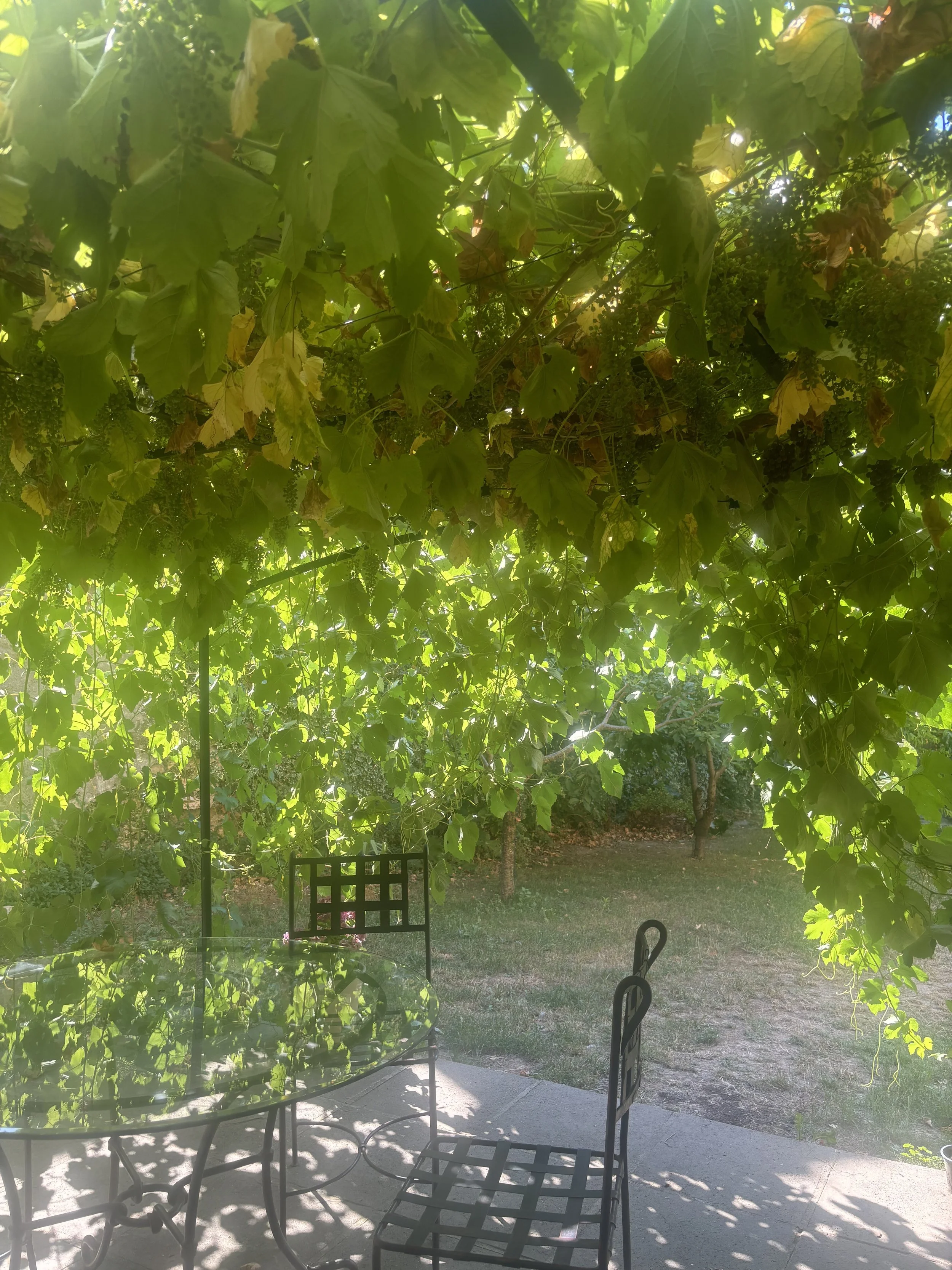 Vue depuis une terrasse de jardin avec une table en fer forgé, des chaises, et une végétation dense de feuilles de vigne qui crée d'ombrage. La zone extérieure est en gazon avec quelques arbres et un chemin en terre.