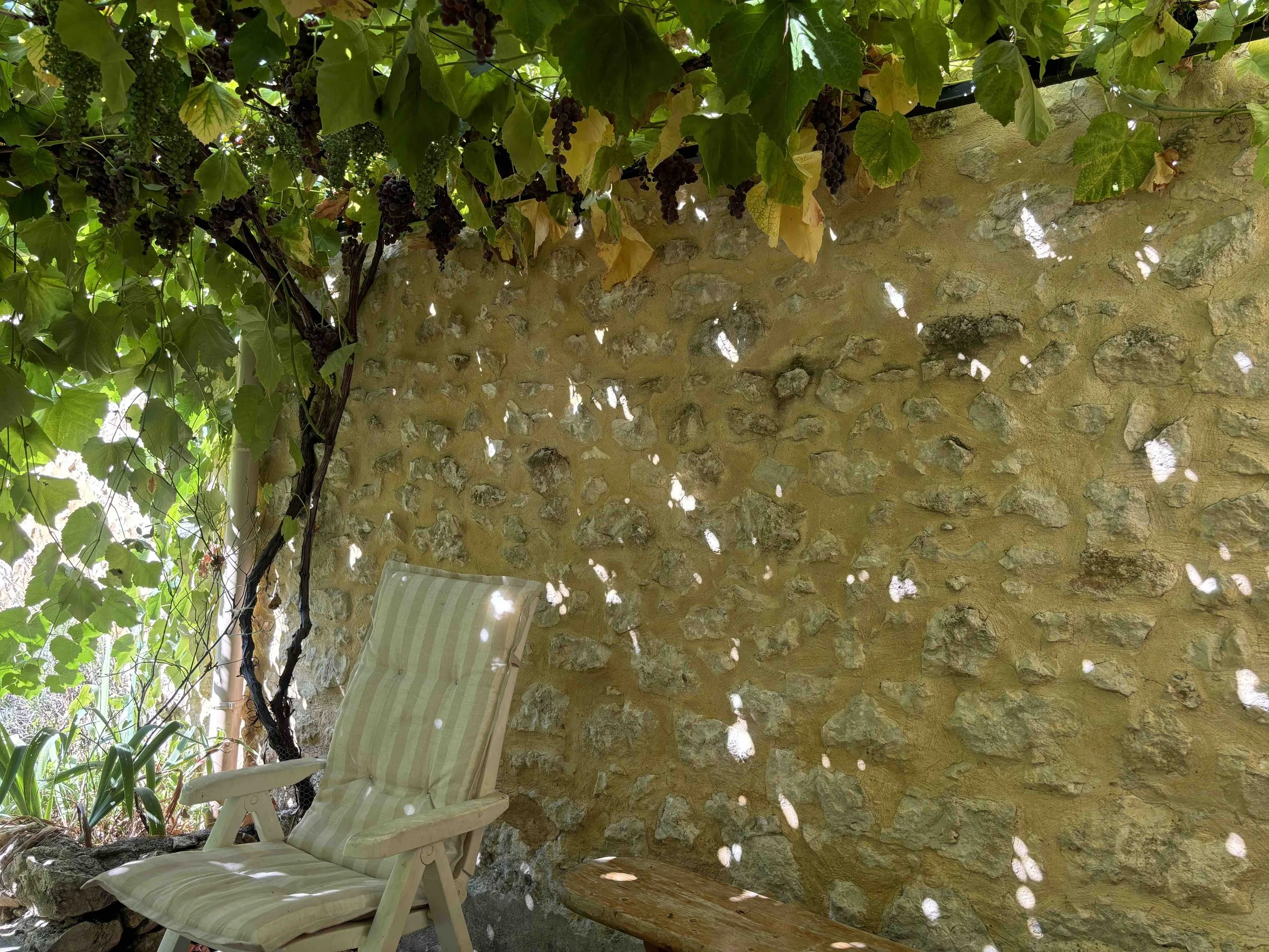 Une scène extérieure avec une voûte de vigne portant des grappes de raisin noires, une paroi en pierre et une chaise en bois avec un coussin à rayures vertes et blanches.