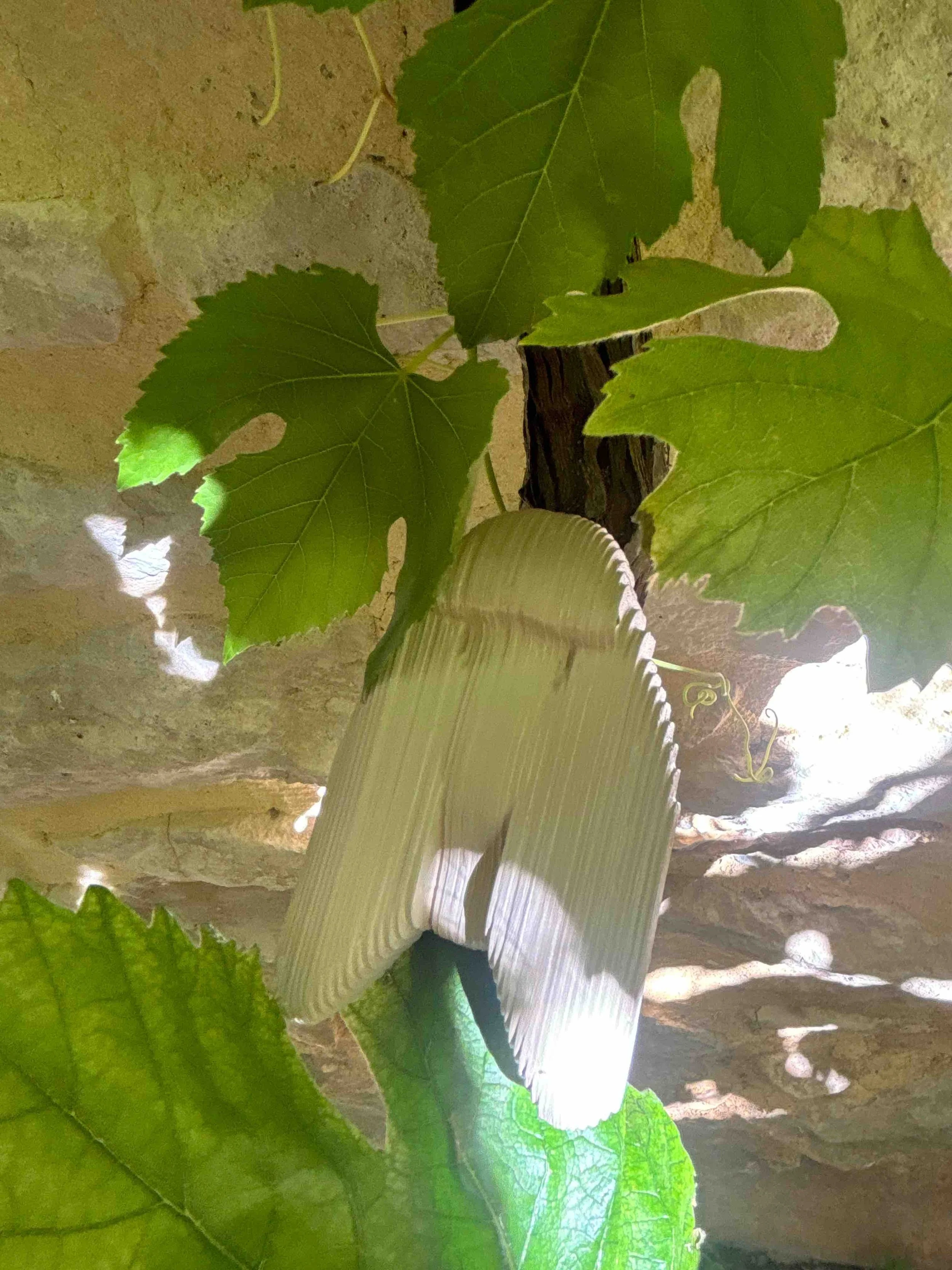 Feuilles vertes sur une surface rocheuse.