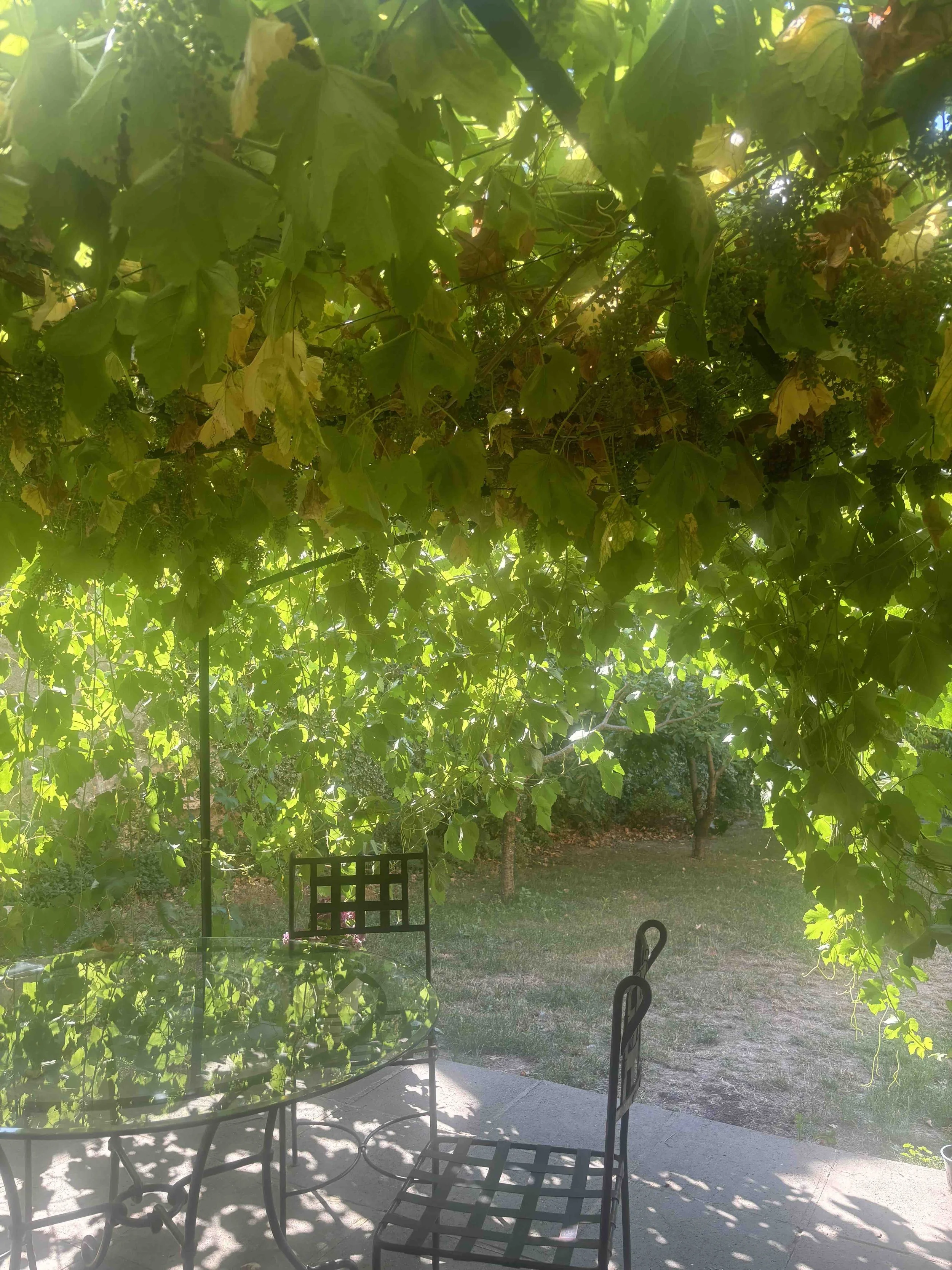 Une terrasse de jardin avec des chaises en fer forgé et une table sous une arborisation de feuilles vertes. On voit un espace vert et des arbres au fond.