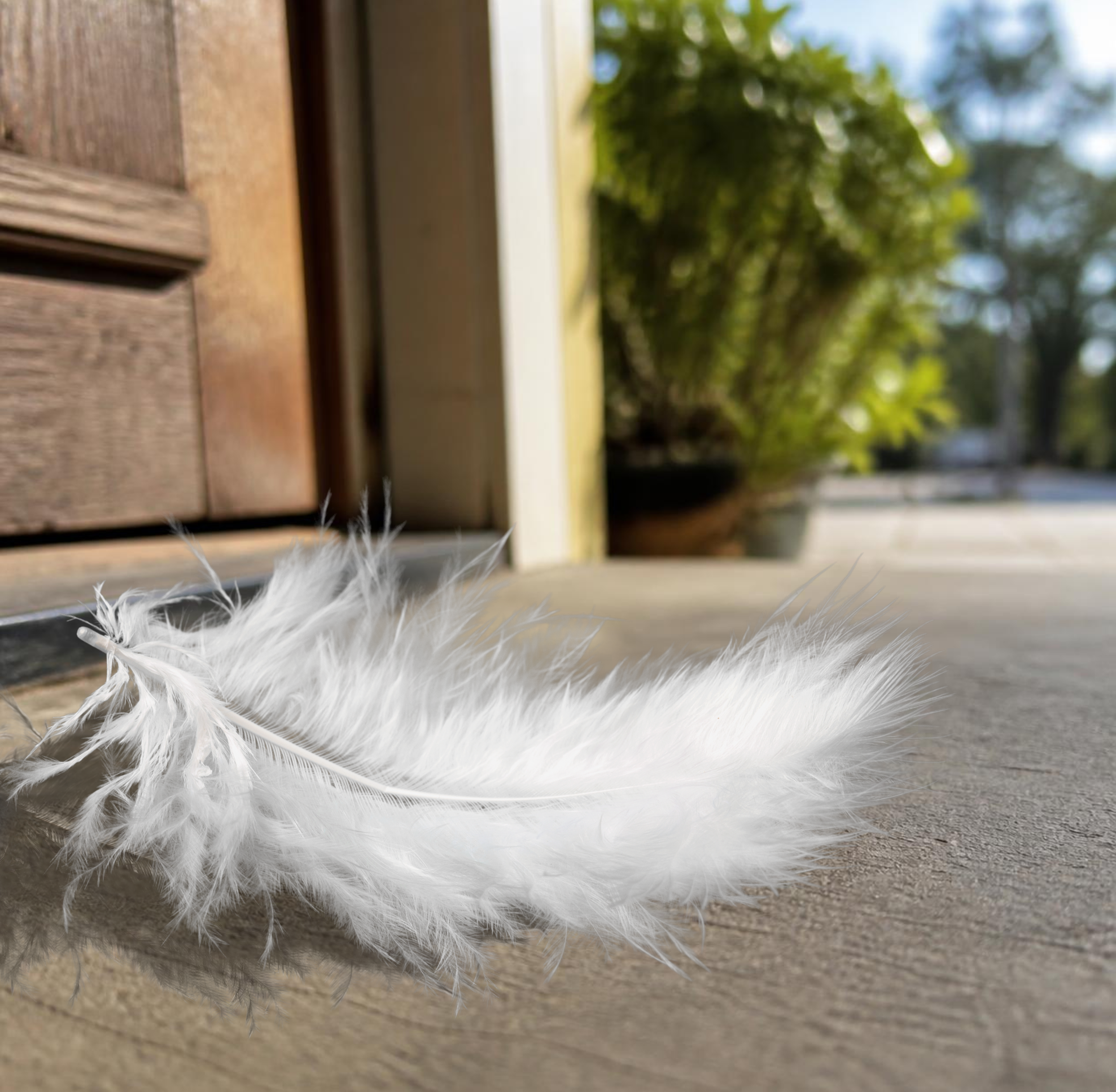 A Feather at My Door