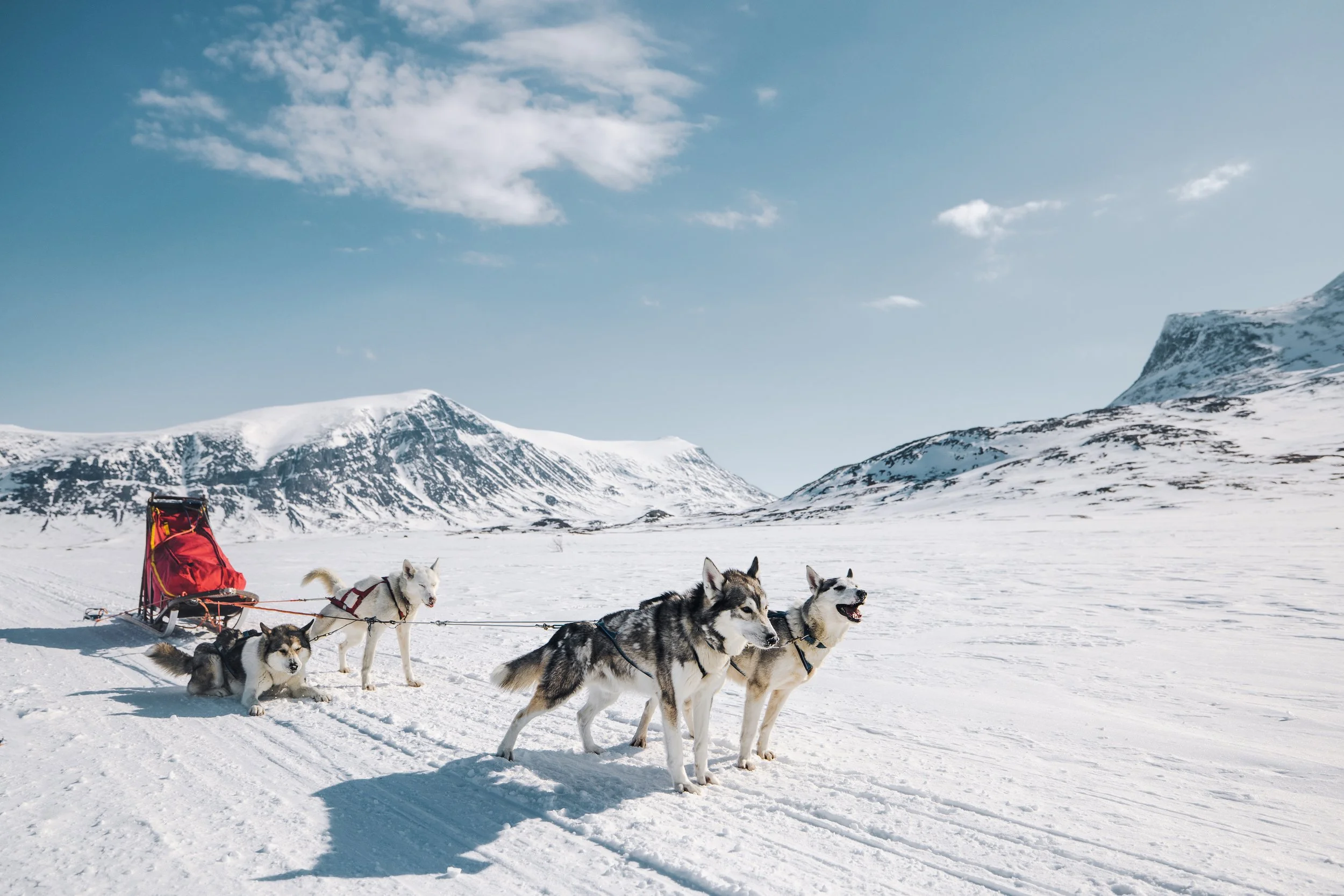 Schlittenhundewanderung in verschneitem Hochgebirge unter blauem Himmel mit wenigen Wolken, Hunde ziehen einen Schlitten, Berge im Hintergrund.