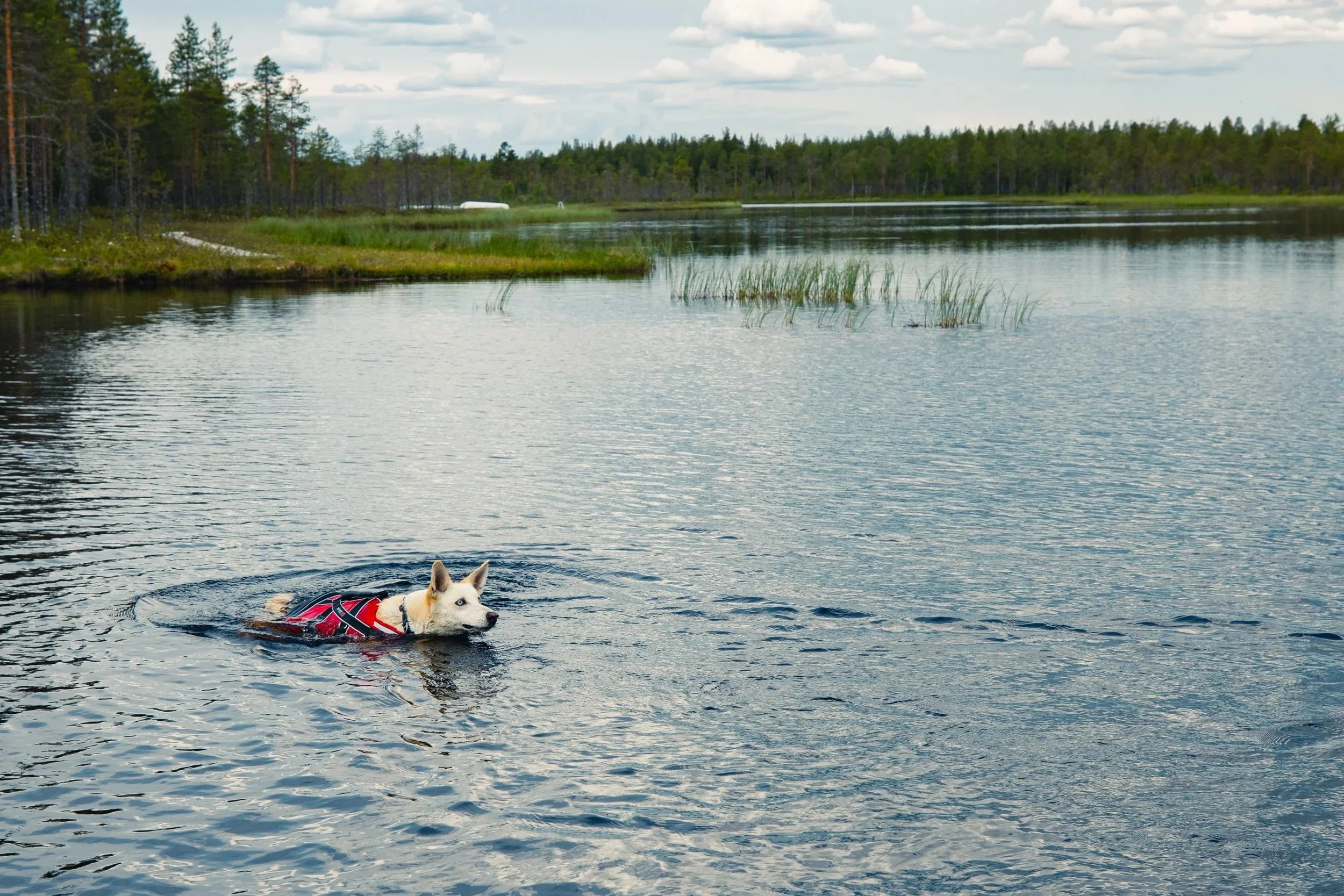 What Sled Dogs Do in Summer