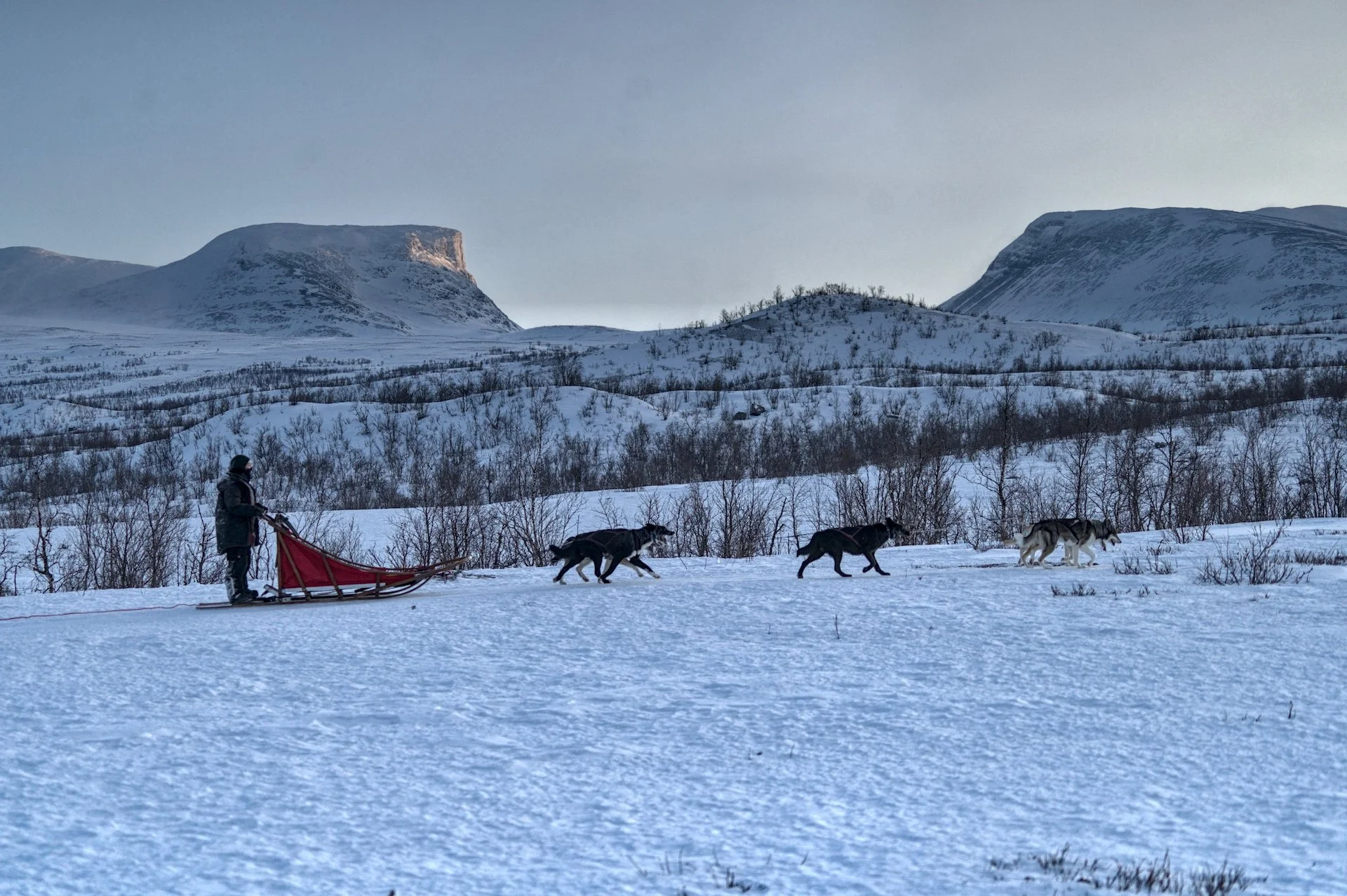 What Physical Requirements Should You Meet for a Dogsledding Tour?