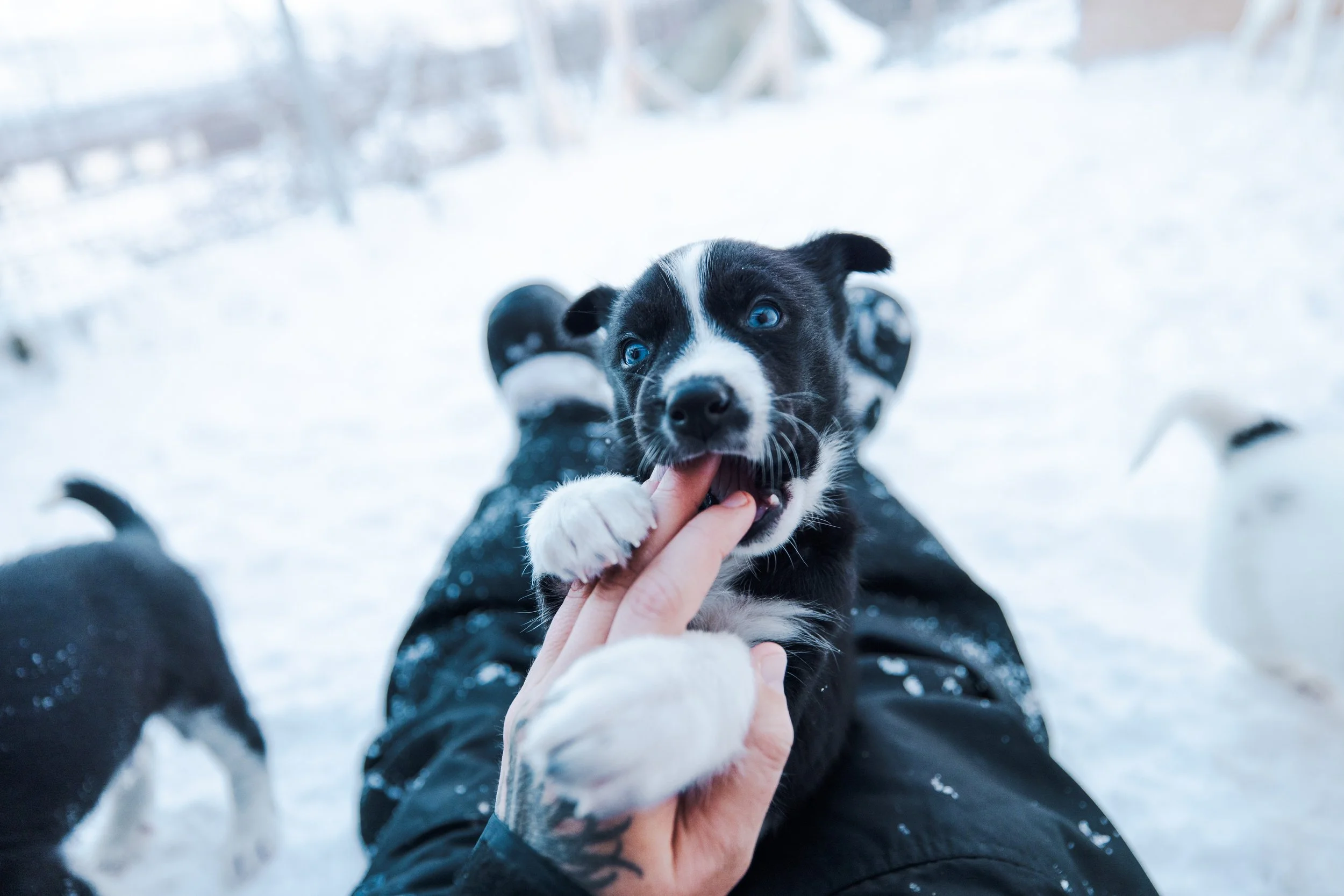 Verantwortungsvolle Welpenaufzucht auf ethischen Schlittenhundefarmen