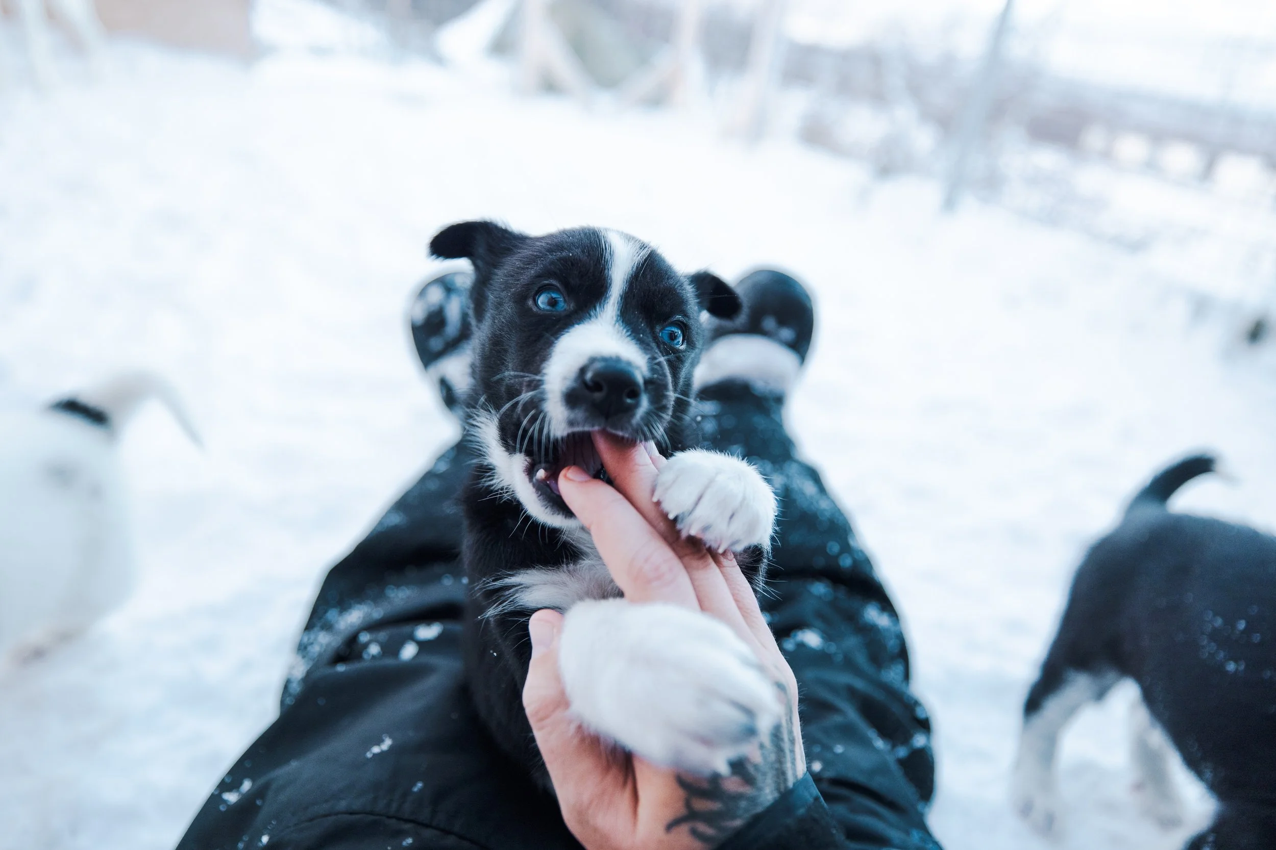 Responsible Puppy Rearing on Ethical Sled Dog Farms
