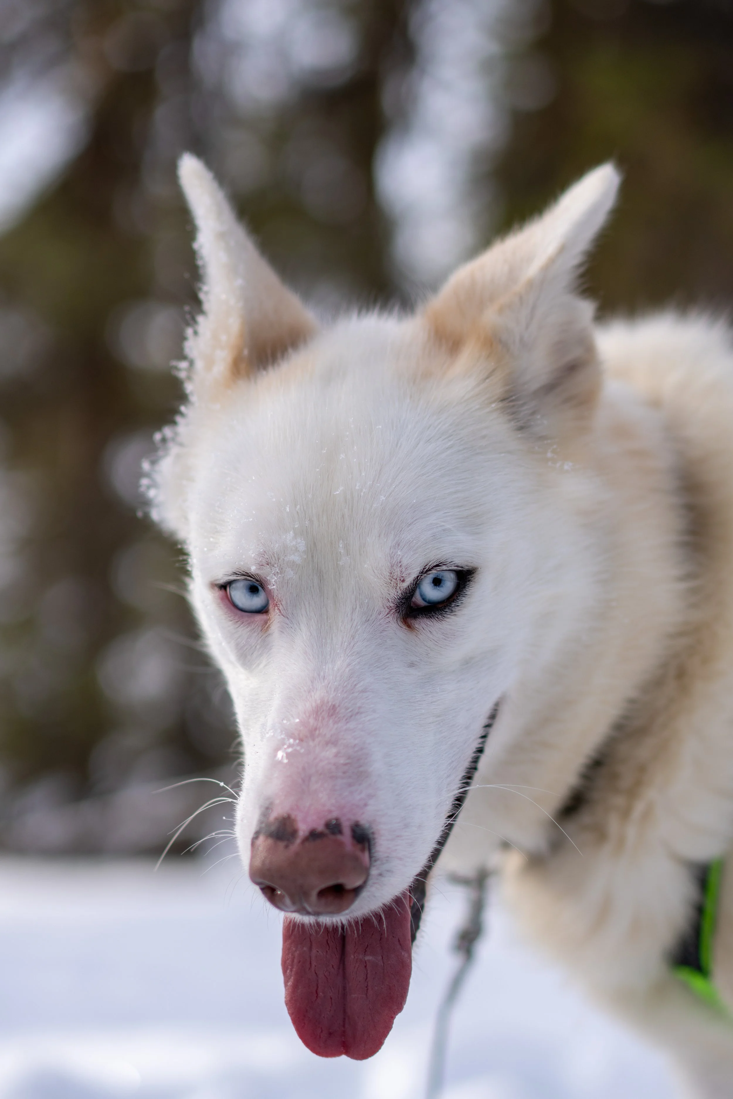 lapland-40.jpeg