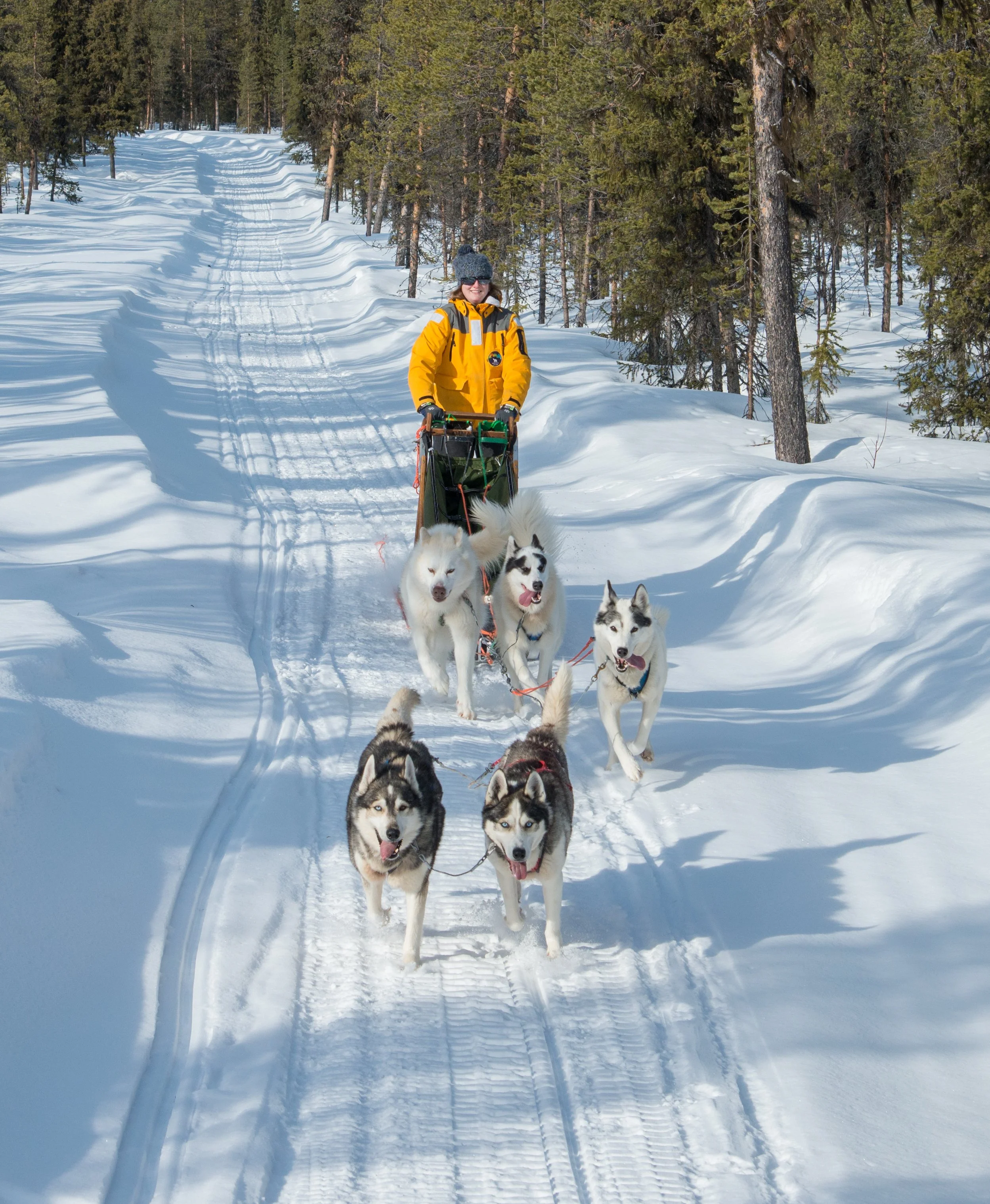 huskytour.jpg