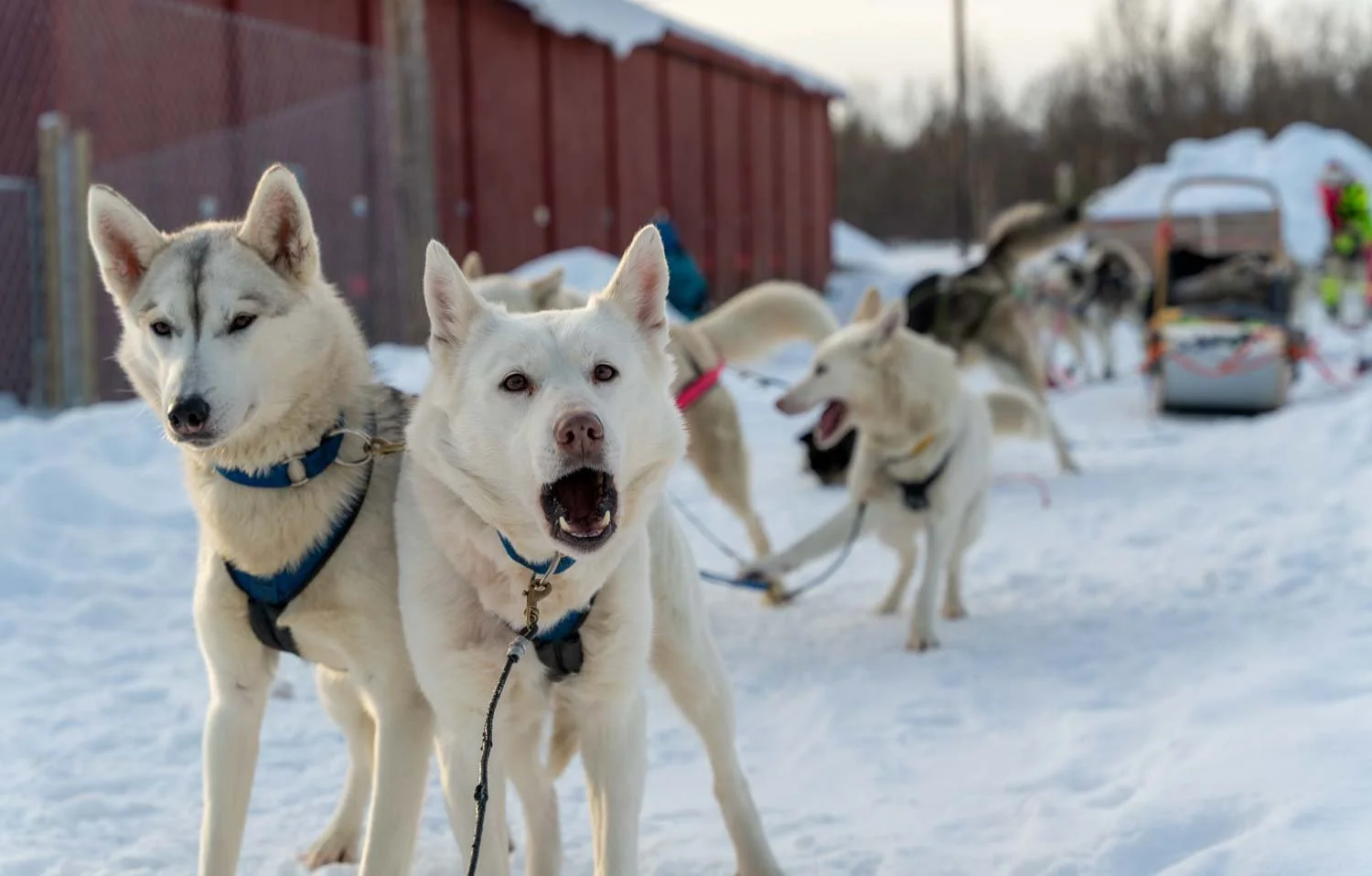 Pirate Husky 2020_128.jpg