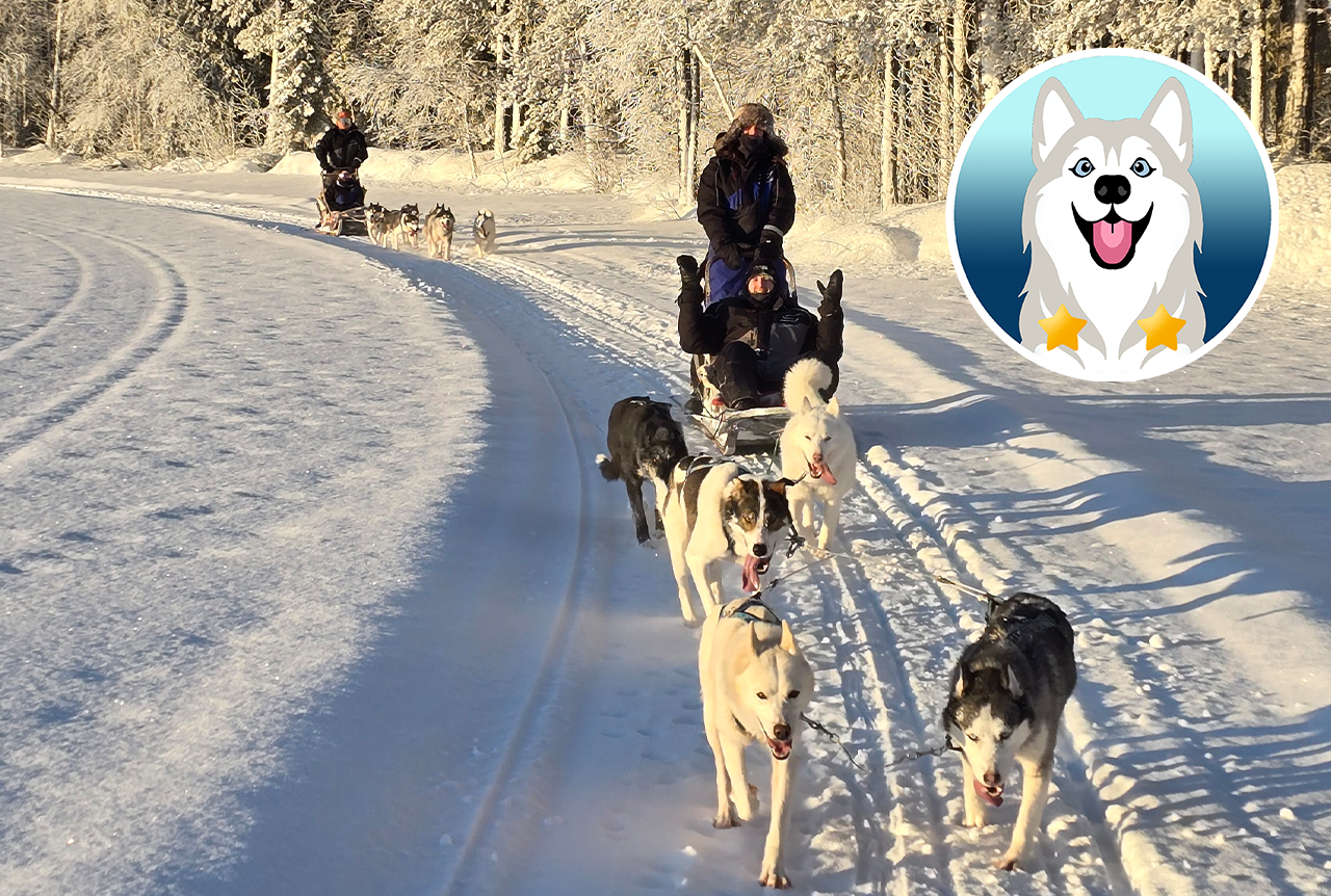 Huskywoche für Einsteiger - Exklusiv