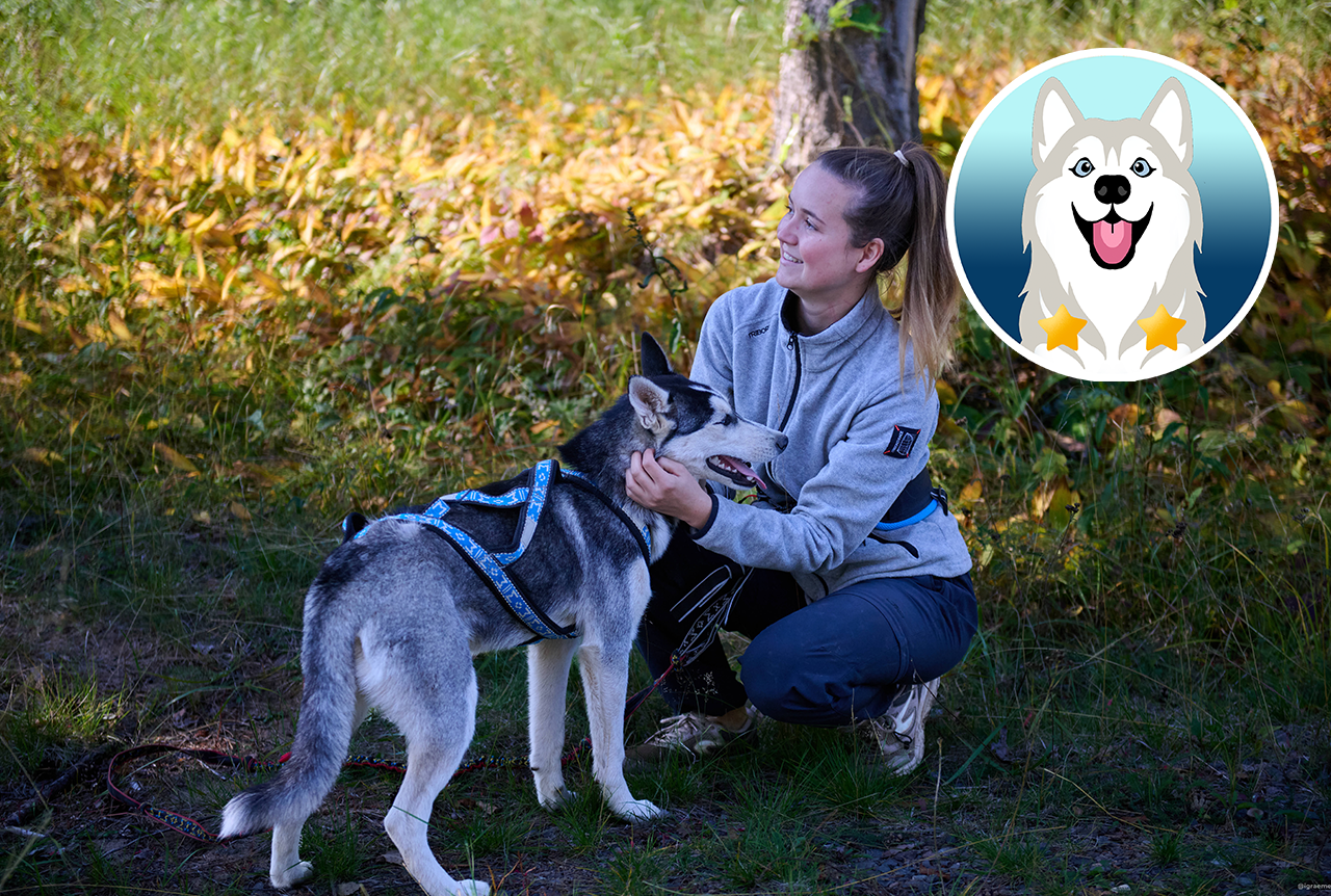 Wilde Pfoten und bunte Wälder in Schwedisch Lappland