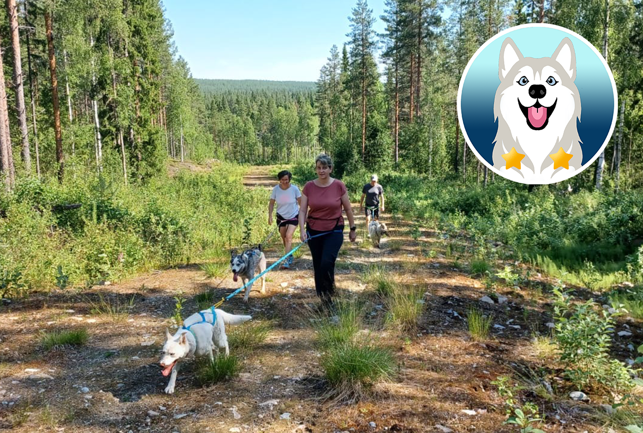 Waldwanderung mit Husky