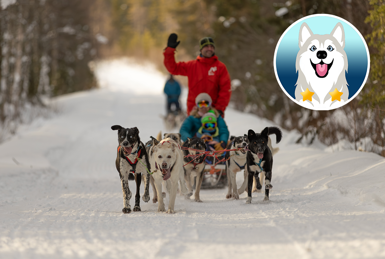 Familien-Schlittenfahrt mit Huskies in Dragnäs