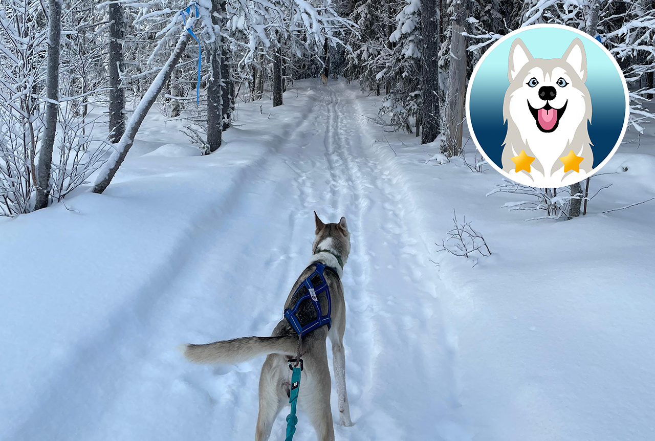 Winterwanderung mit Huskies und Schneeschuhen