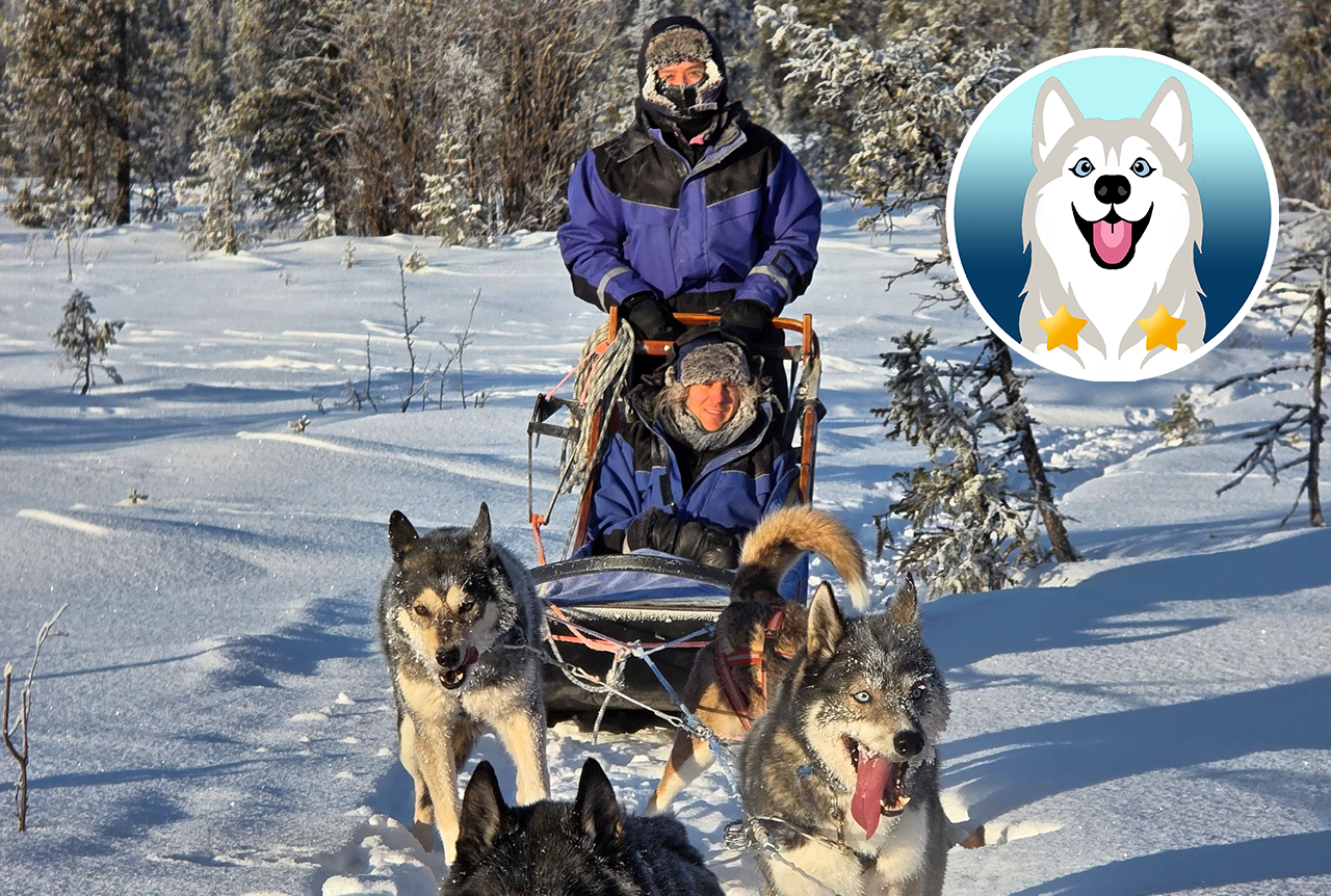 Private Hundeschlittentour: Fahre dein eigenes Gespann bei Kiruna