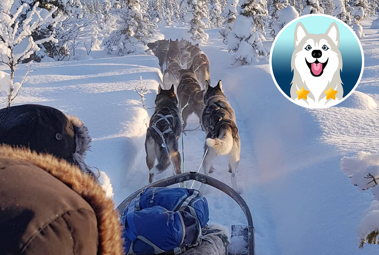 Private Hundeschlittenfahrt als Mitfahrer bei Kiruna